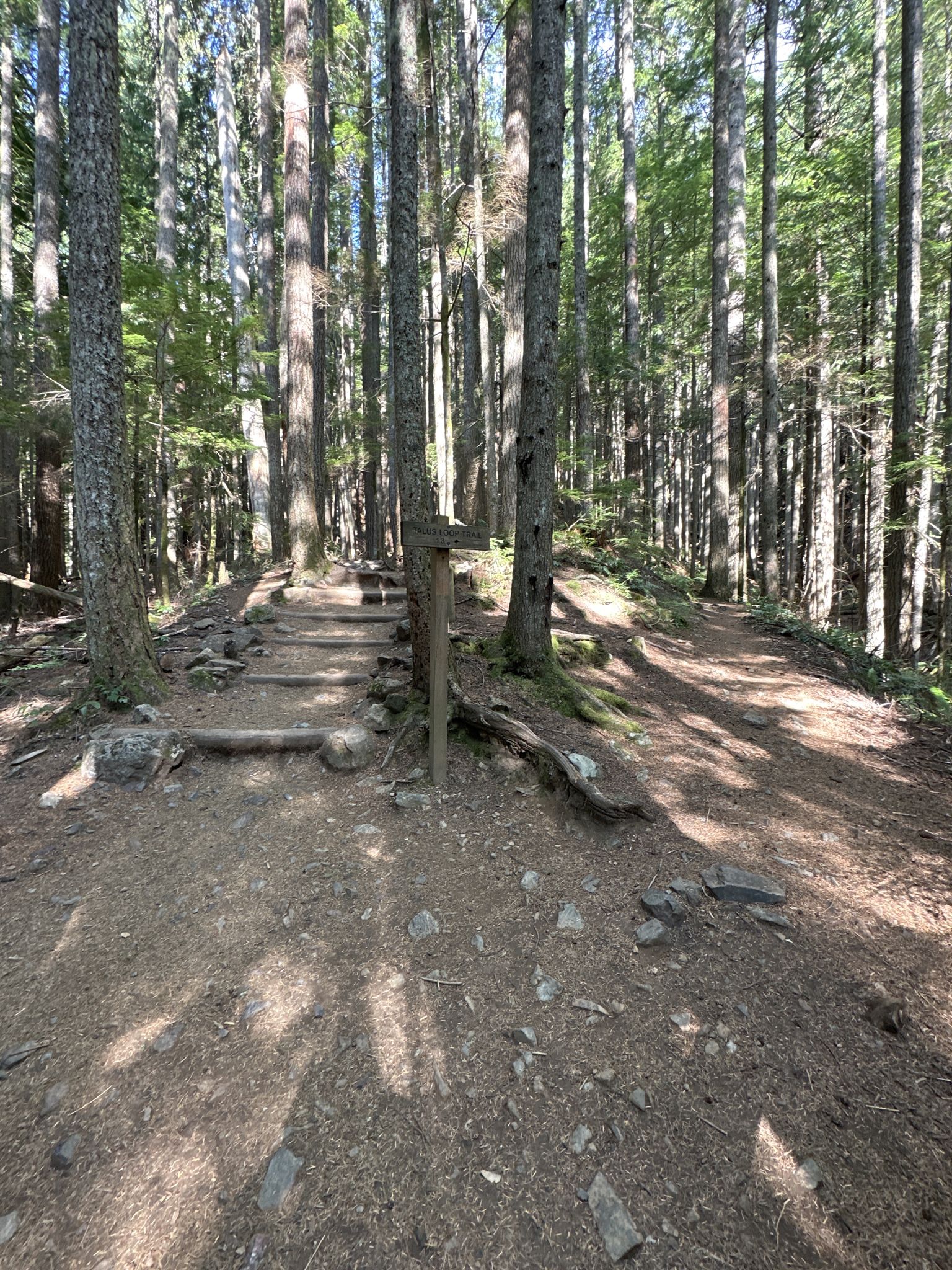 A dirt trail forks with wooden steps and a signpost in a forest. - Mount Teneriffe Trail – Talus Loop Trail loop from Riverpoint