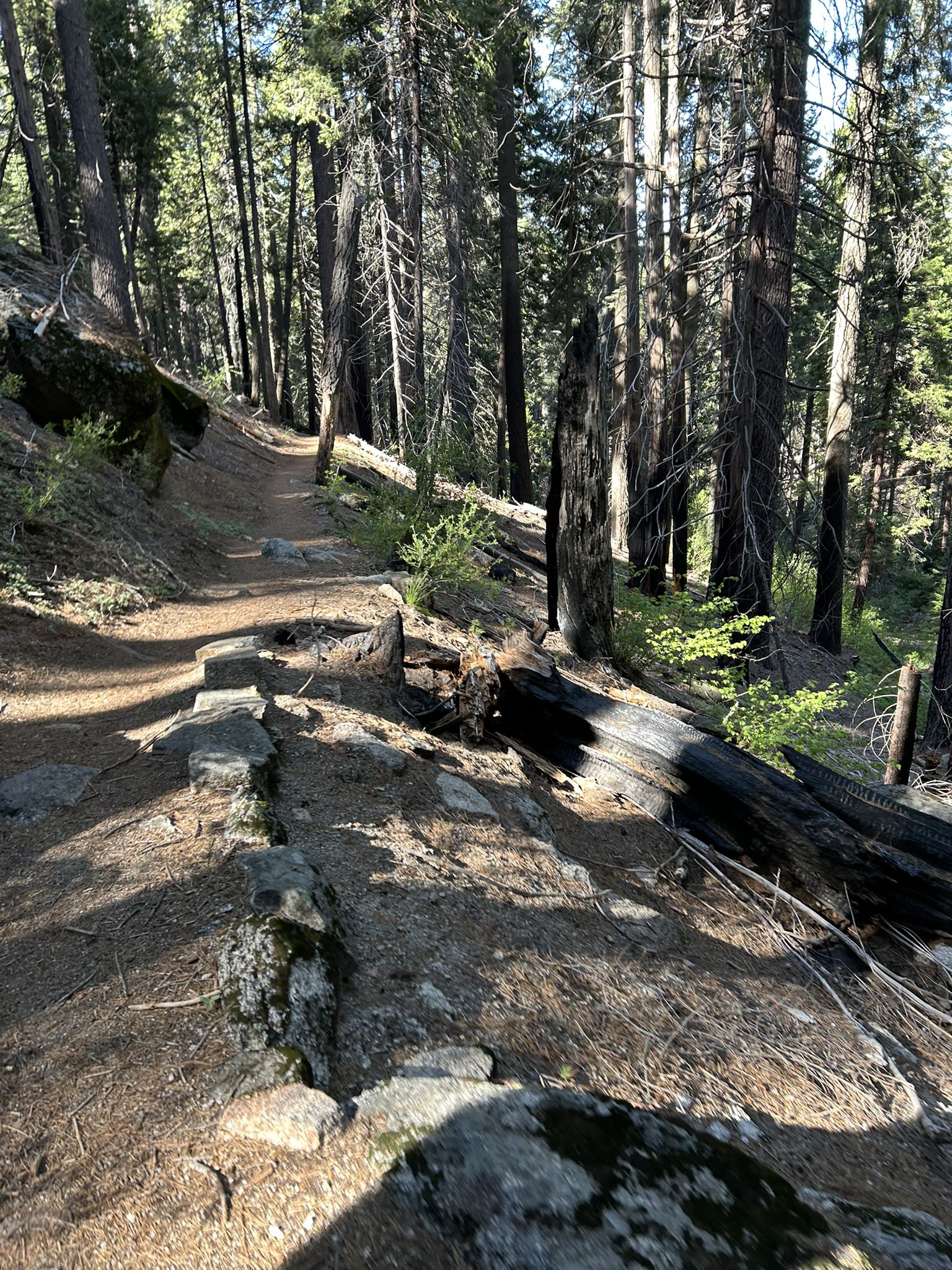 Forest trail with fallen logs and tall trees under dappled sunlight. - Grant Grove and Sunset Trail Loop