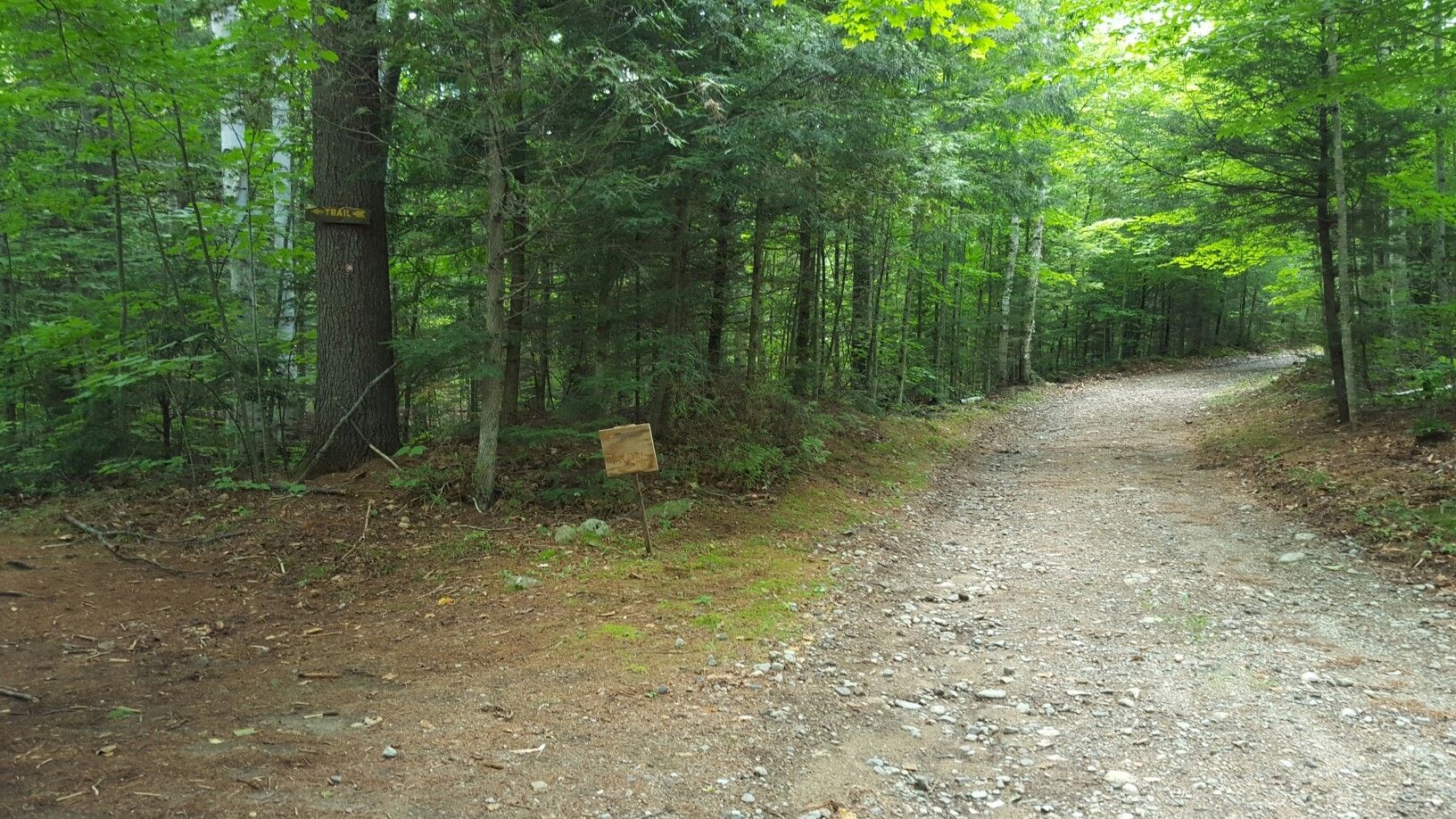 A dirt path forks in a dense green forest under bright daylight. - Owl Head Lookout