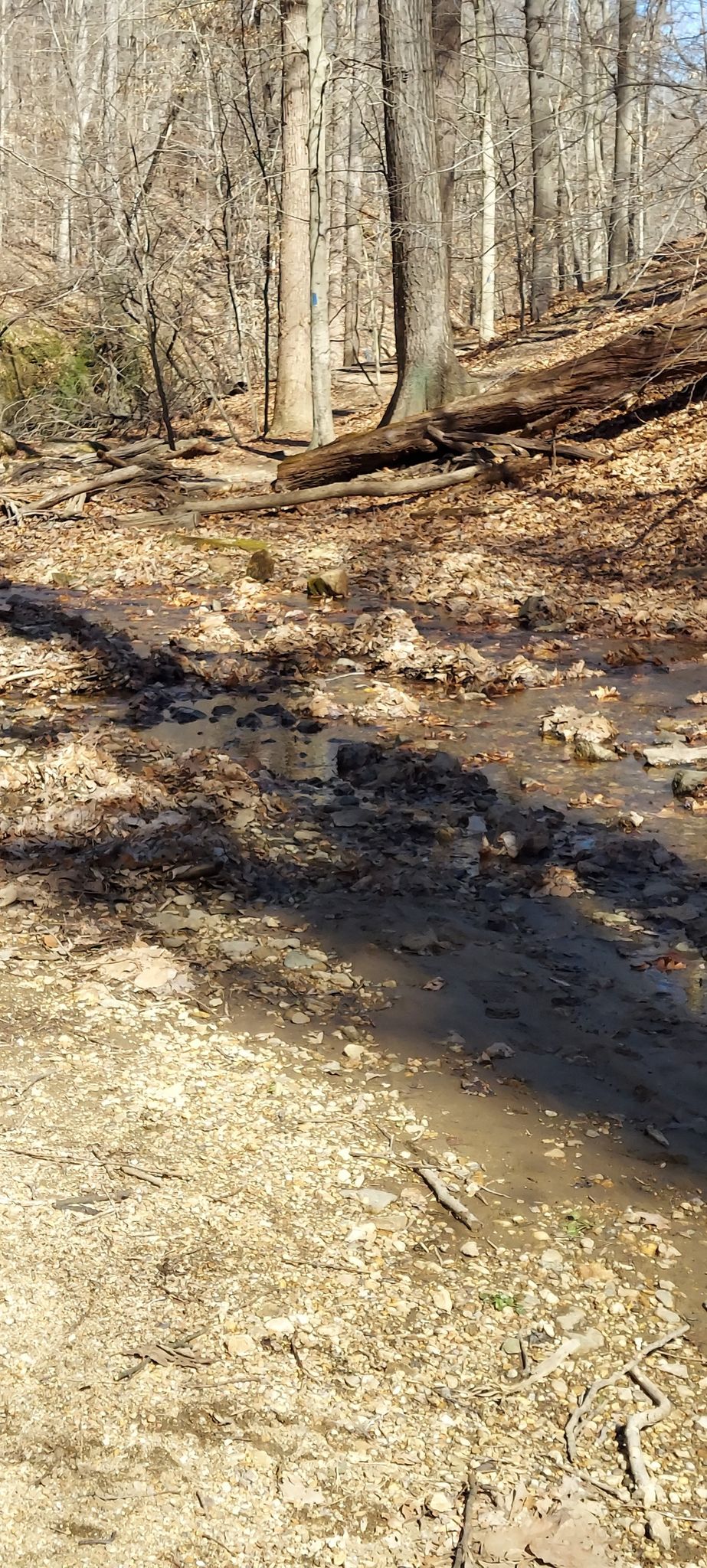 A muddy, rocky stream bed with bare trees in a sunny forest. - Morning Choice Trailhead – Rockburn Branch Park loop from Rockburn Branch Park