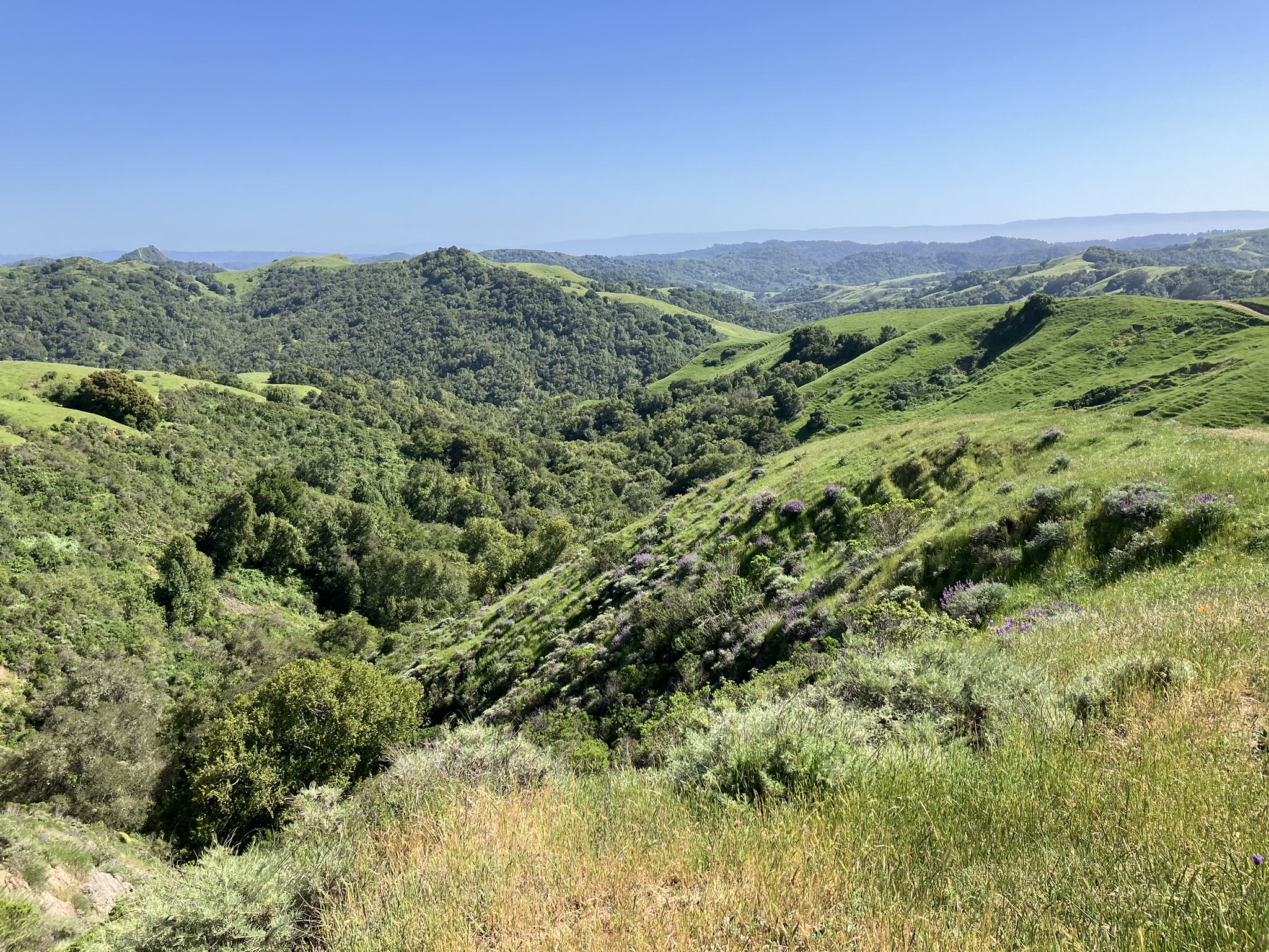 Expansive view of lush green hills and valleys under a clear blue sky. - Carr Ranch Loop Trail