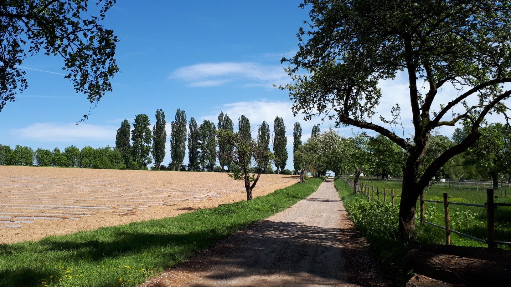 Blick zur Pappelallee von der Birkenallee aus