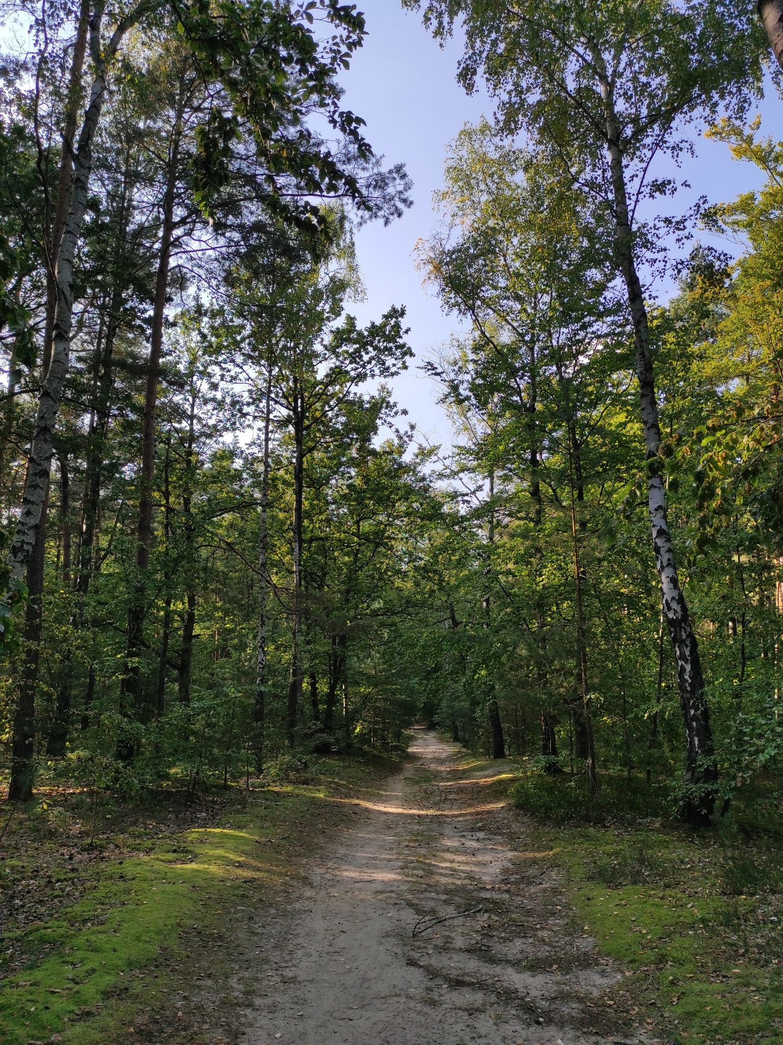 forrest road