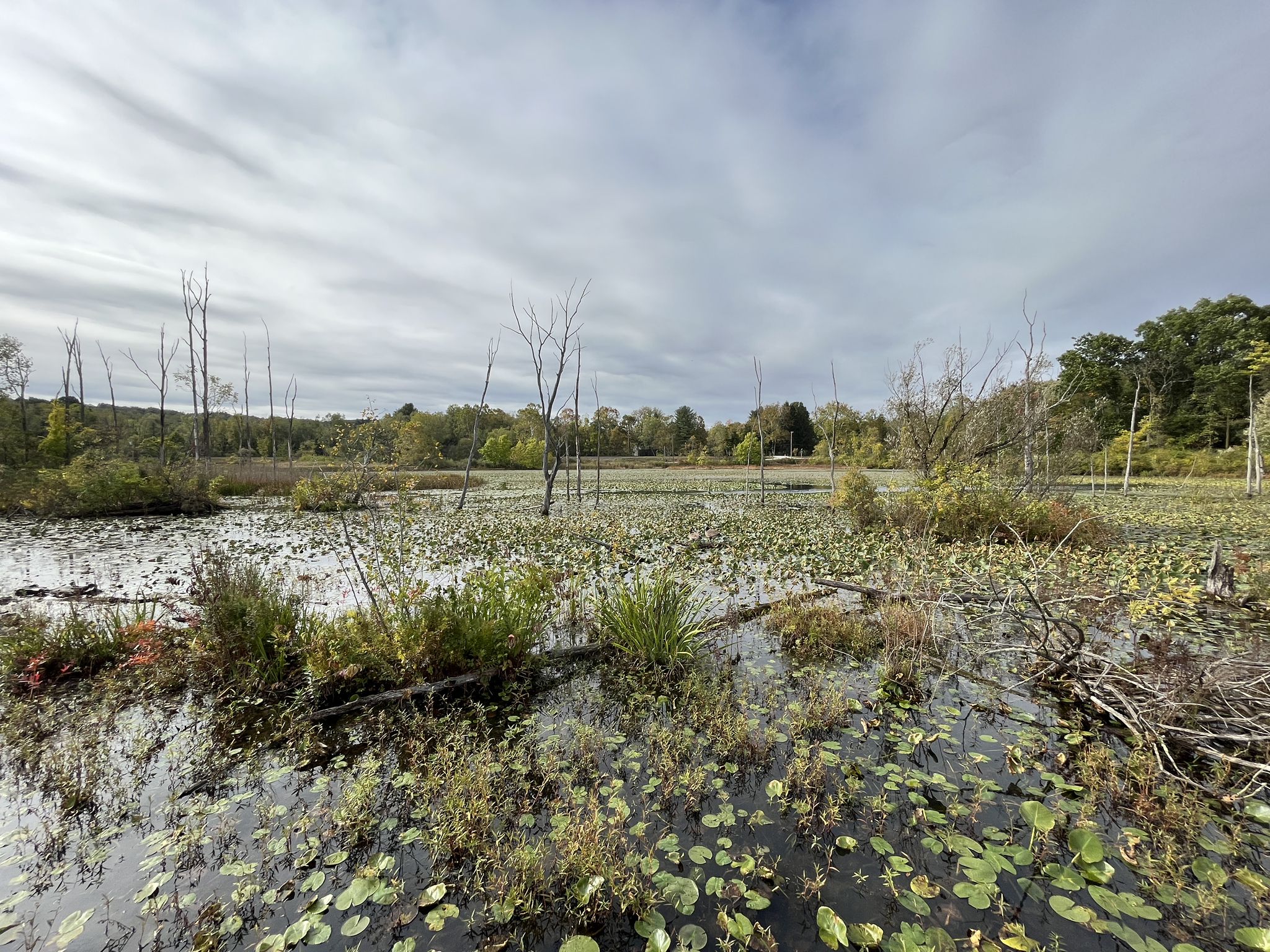 Vast wetland with lily pads, bare trees, and dense forest under an overcast sky. - Lock 29 – Cuyahoga River Bridge loop from Peninsula