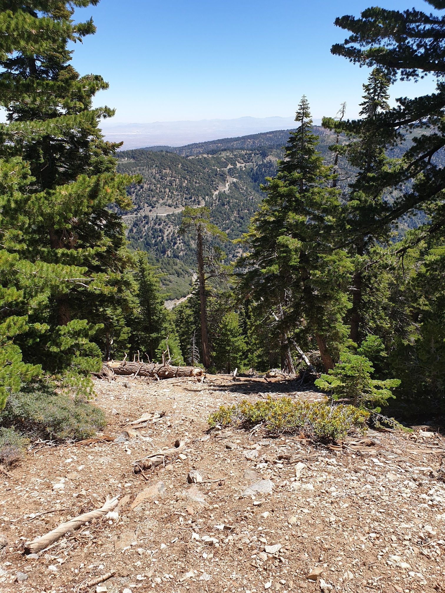 Forested mountain view with a distant valley visible through trees. - Big Horn Mine Trail