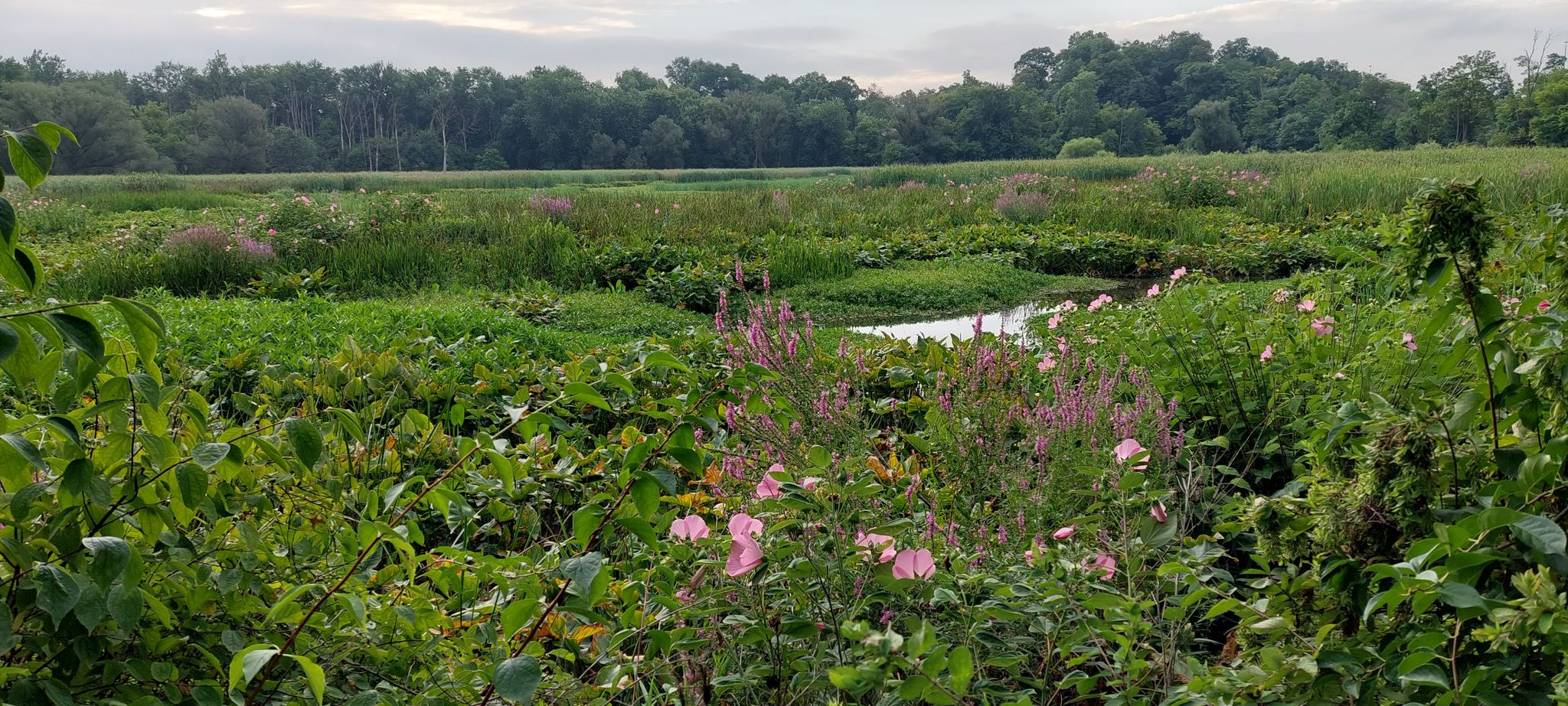 Lush green marshland with pink wildflowers, a winding stream, and distant trees. - Riverfront Park – Wildwood Park loop from City Island Park Railroad