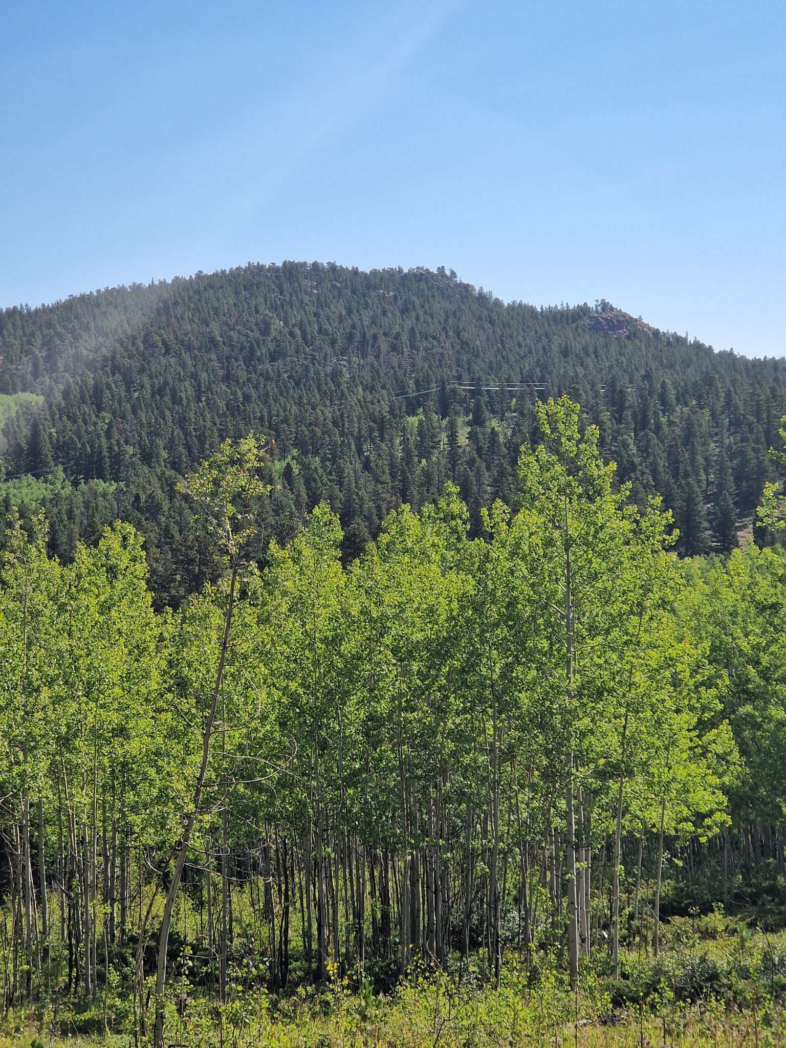 Vibrant green aspen trees in front of a dark pine-covered mountain, clear sky. - Blue Dot Trail Loop