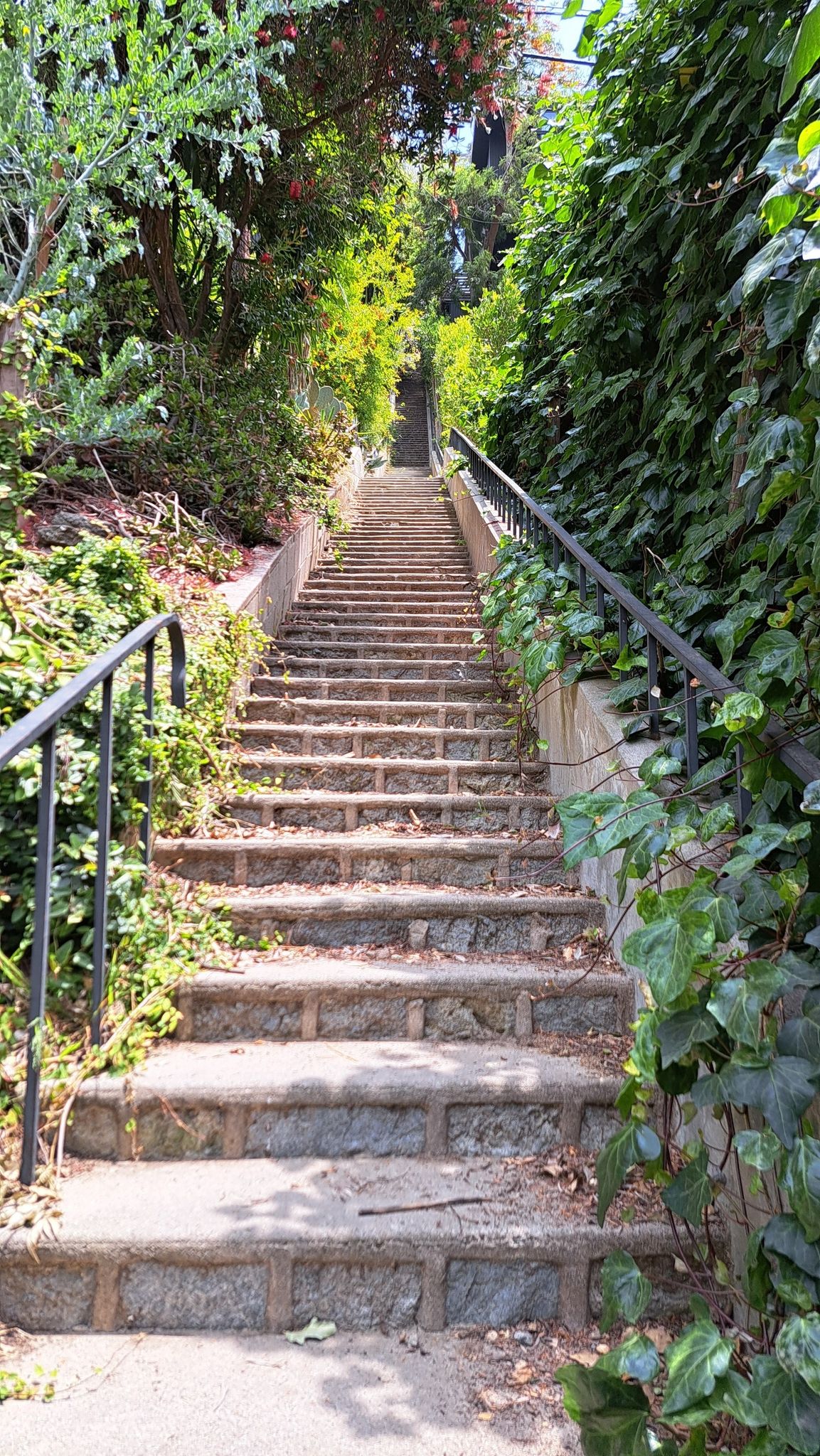 Long, sunlit stone staircase ascending through dense green foliage. - Beachwood Canyon Stairs