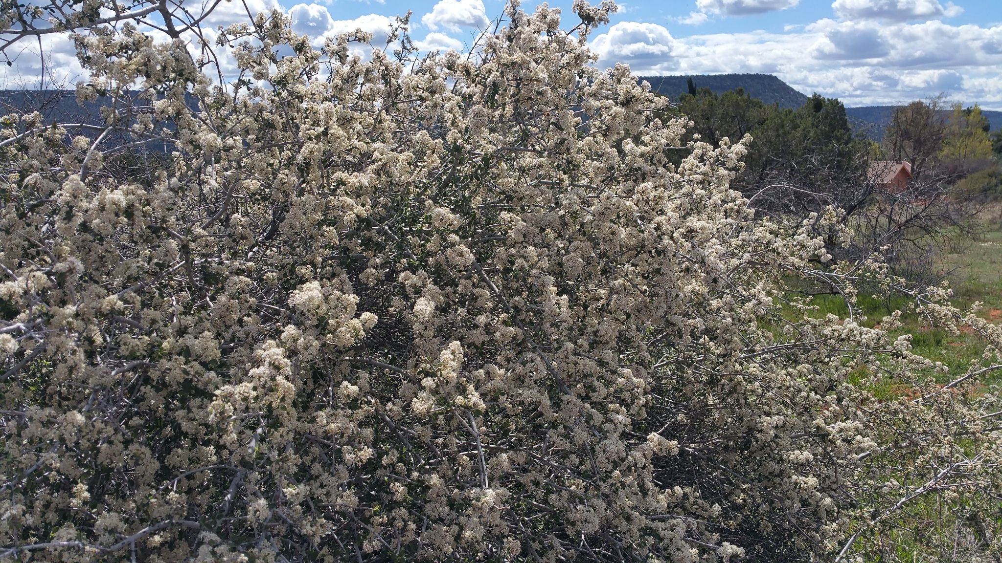 Close-up of a large bush covered in white blossoms with distant hills. - Speeds Tank loop from Village of Oak Creek