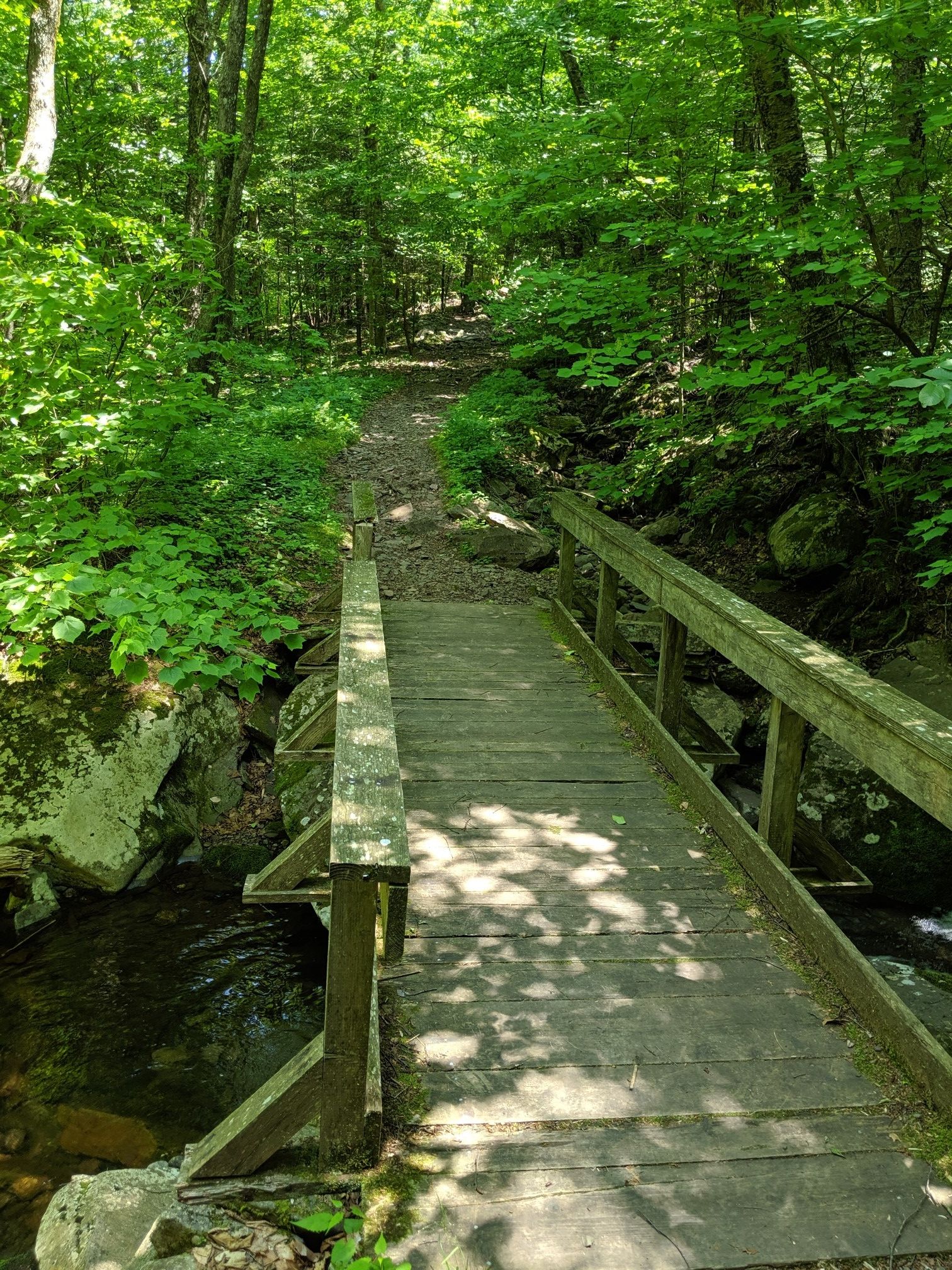 Wooden footbridge crosses a stream in a lush, green, sun-dappled forest. - Overlook Trail to Codfish Point
