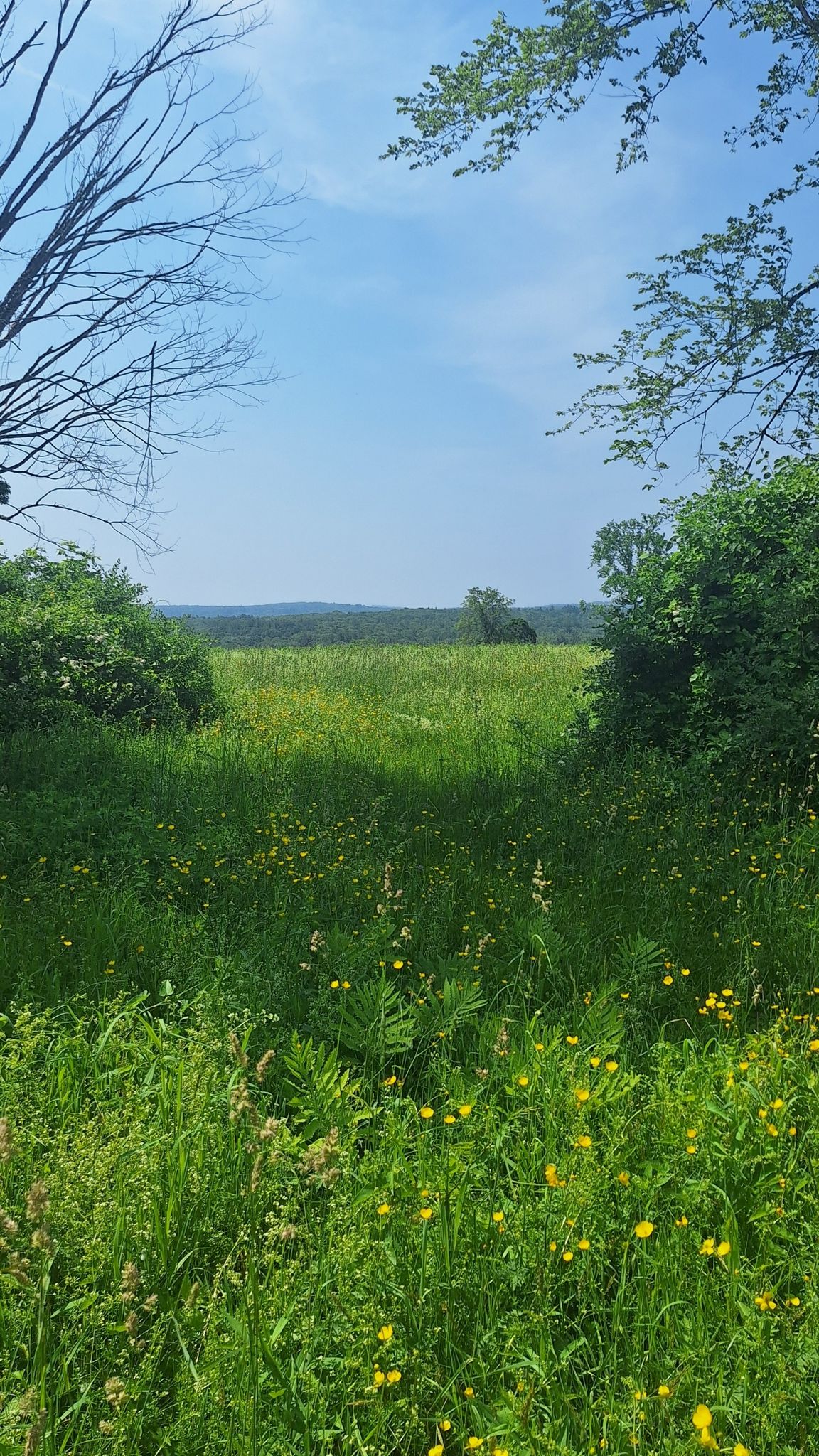 Bright, sunny field of green grass and yellow wildflowers under a blue sky. - Flat Rock Trail, Boulder Overlook Trail, and Mid State Trail Loop