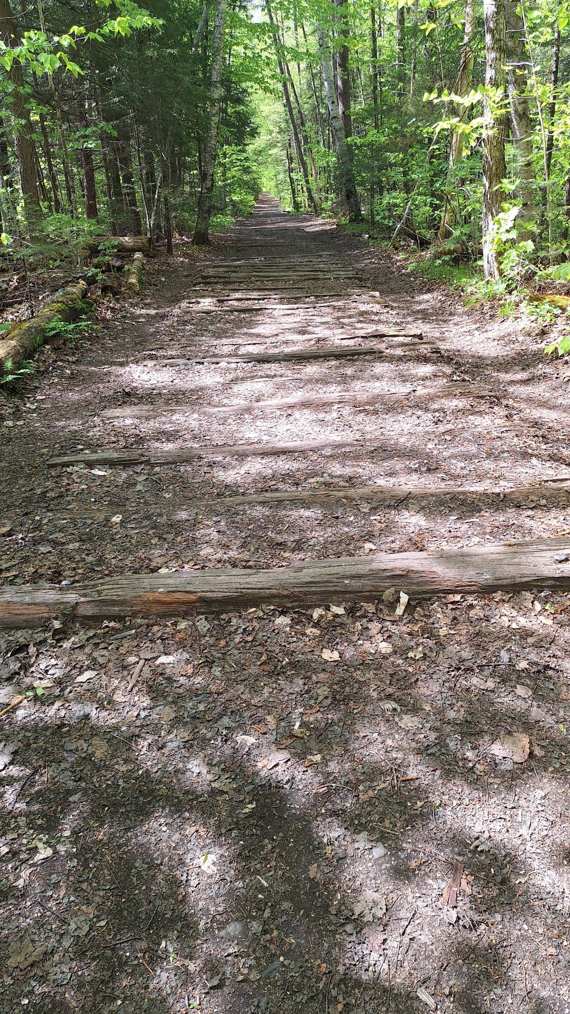 A dirt forest path with wooden logs embedded, dappled sunlight. - Lincoln Woods Trail