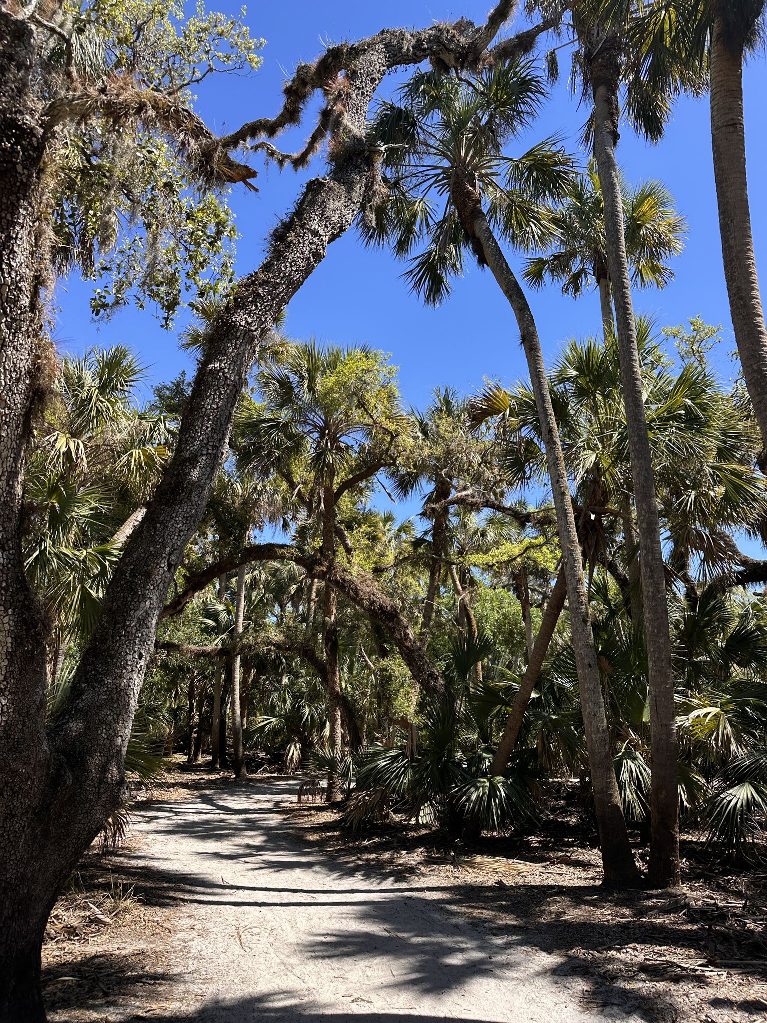 Sunny path through a forest with mossy trees and tall palm fronds. - William S. Boylston Nature Trail