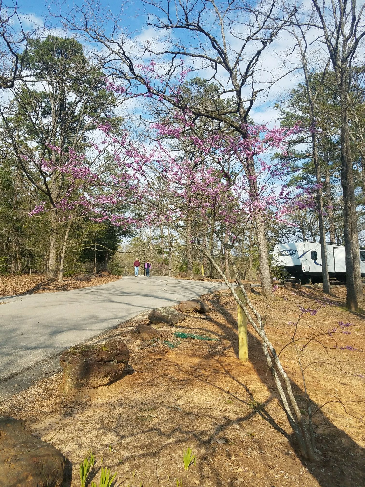 Two people walk on a paved road with pink flowering trees and an RV. - B Loop Trail loop from Tyler State Park
