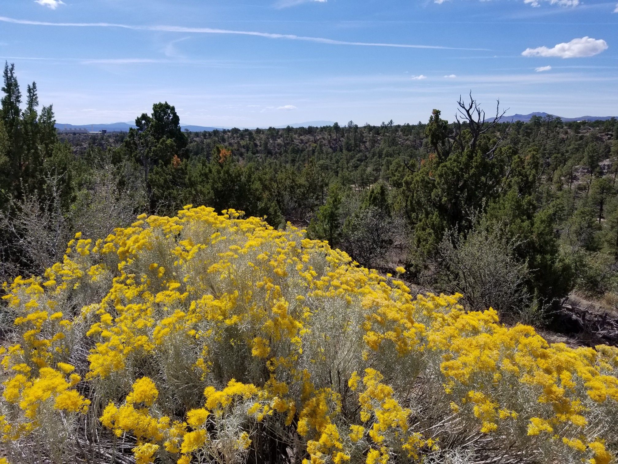 Bright yellow wildflowers bloom in the foreground with green trees behind. - Canyon Rim Trail