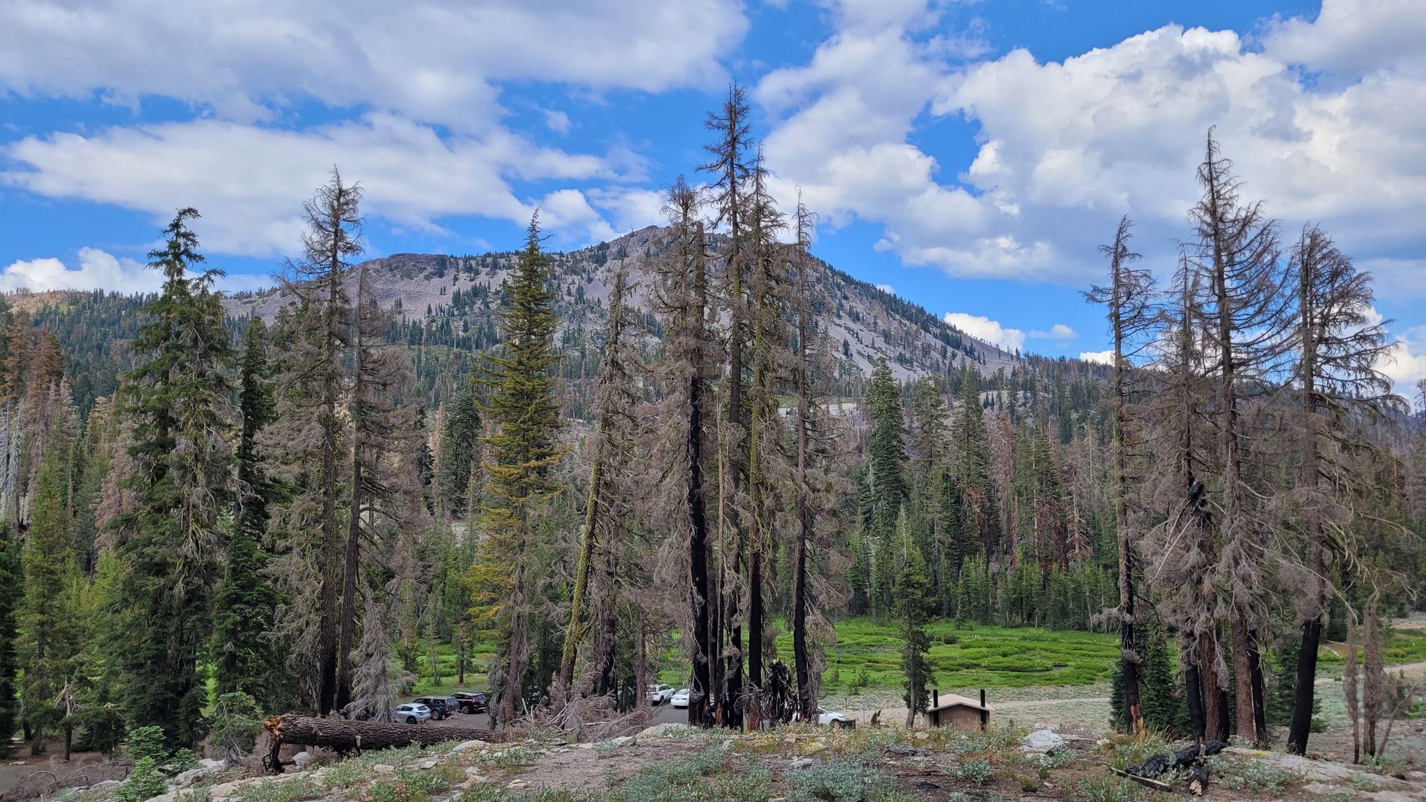Forest with dead trees, distant mountain under a bright, cloudy sky. - Cold Boiling Lake Trail