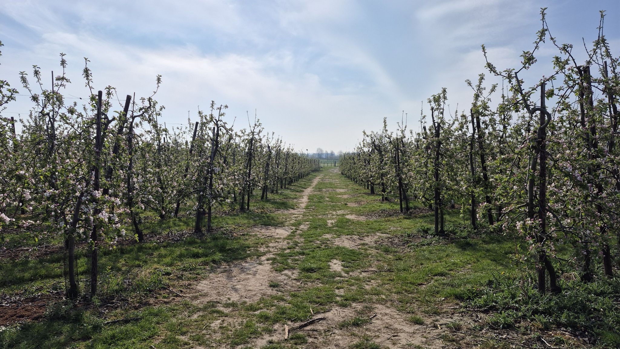 Appelplantage