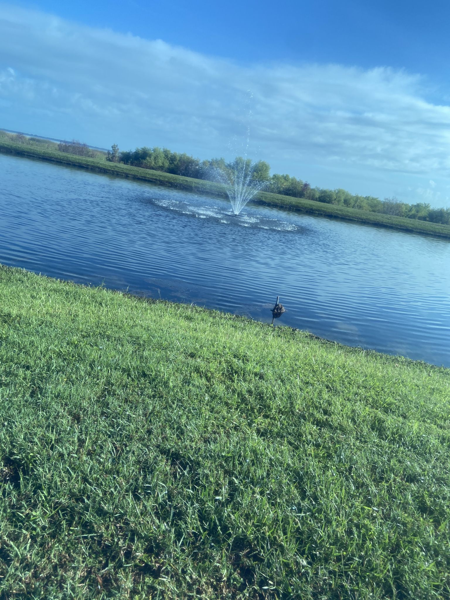 A sunny day over a lake with a fountain, green grass, and a bird. - Kissimmee St. Cloud Trail