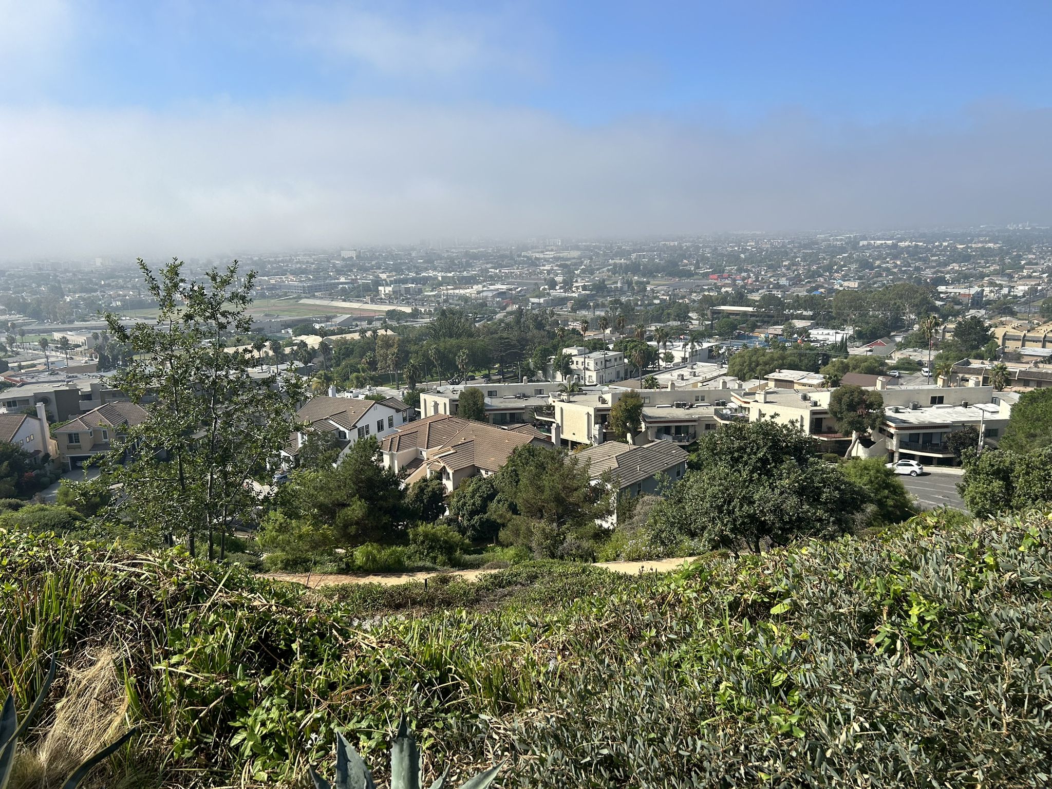 Overlook of a city with residential buildings and green foliage under a hazy sky. - Signal Hill Trail