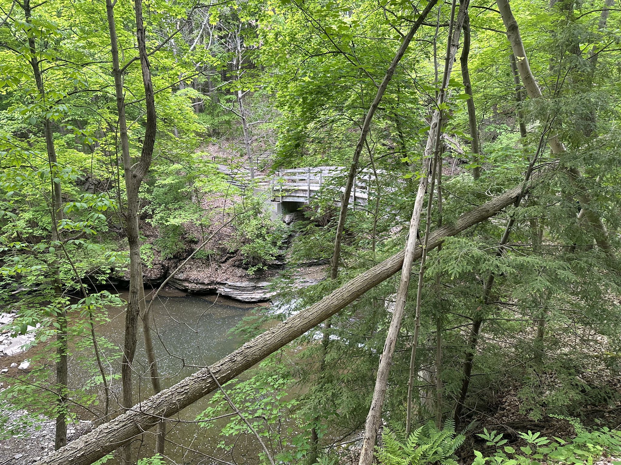 Distant wooden bridge over a stream, viewed through dense green forest. - Cascadilla Gorge Trail – Cornell University loop from Ithaca