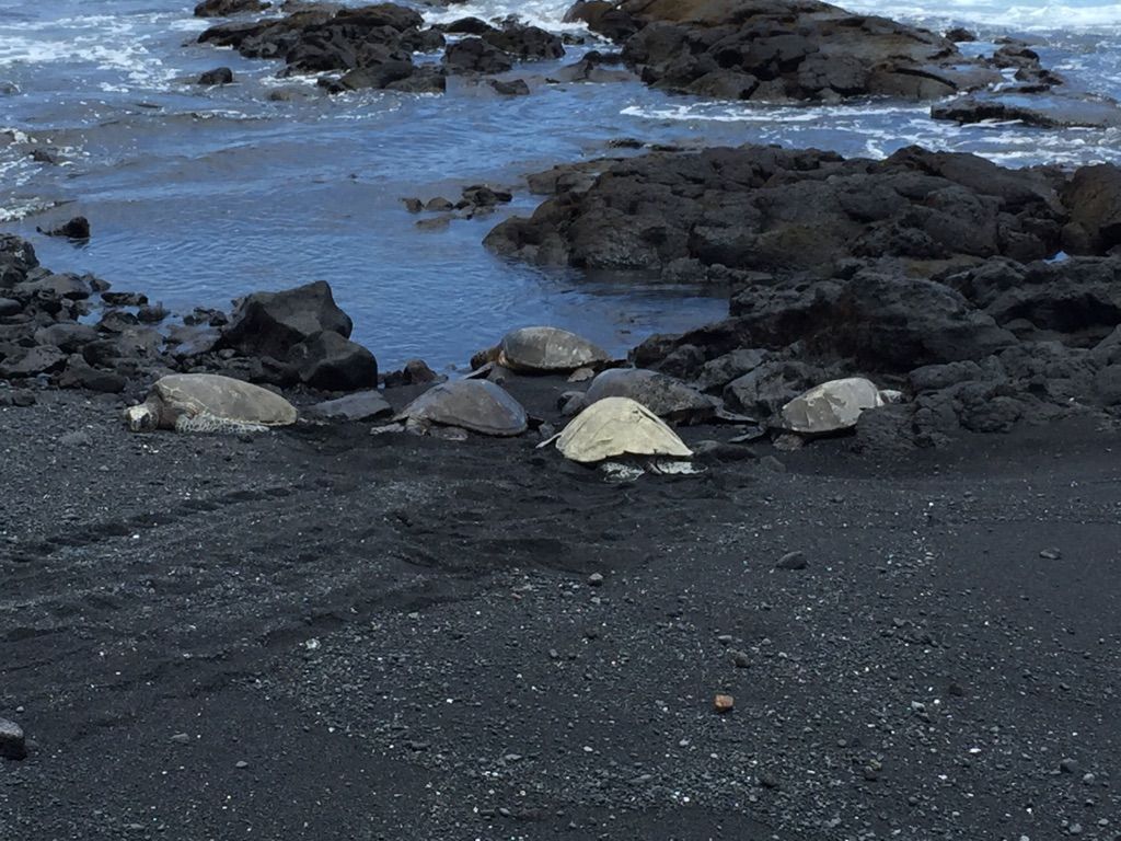 Several sea turtles rest on a black sand beach near dark volcanic rocks. - Ninole Loop Road