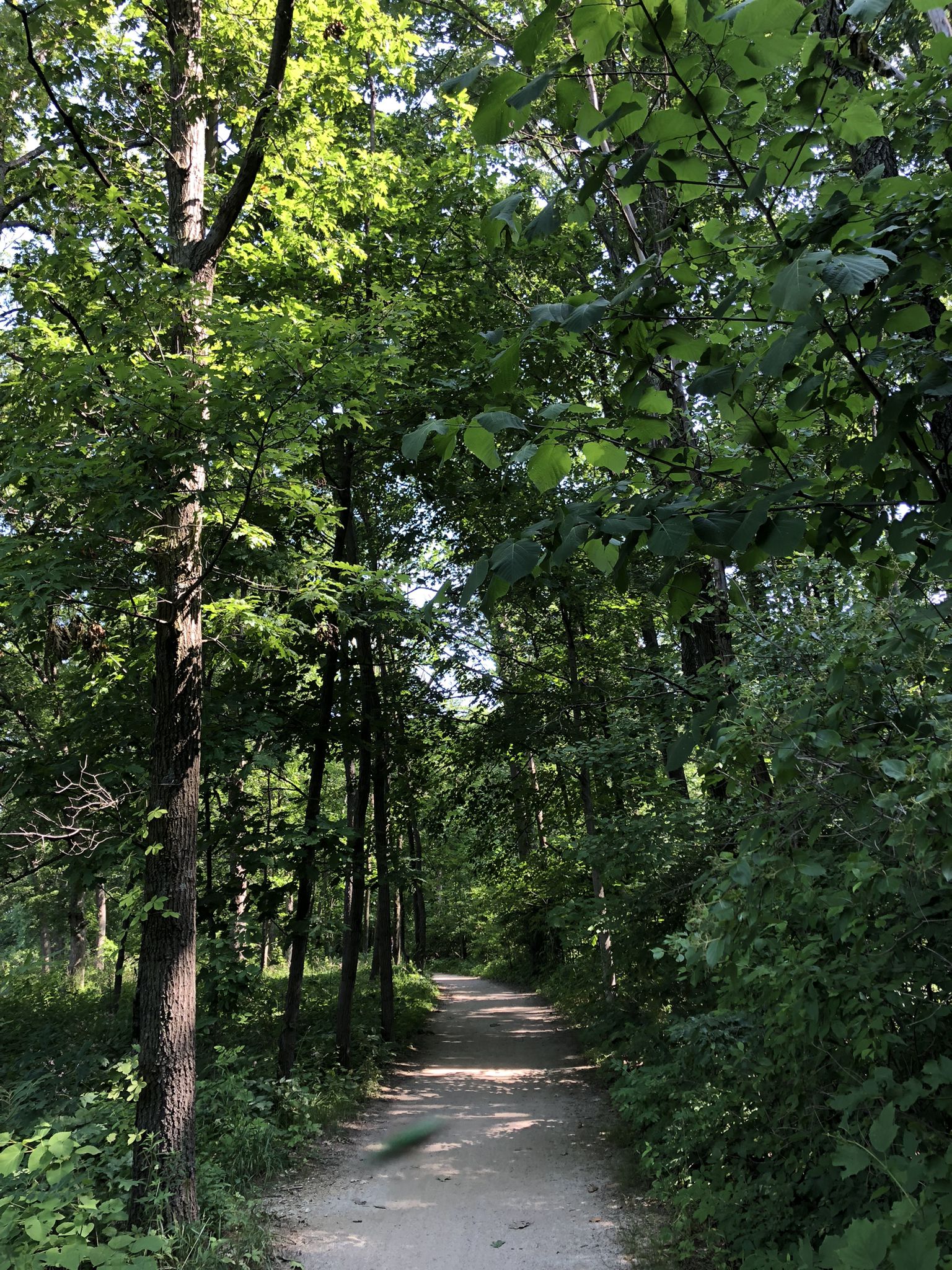 Sunny dirt path winding through a dense, vibrant green forest. - Norris Woods Nature Preserve – Norton Woods loop from St. Charles