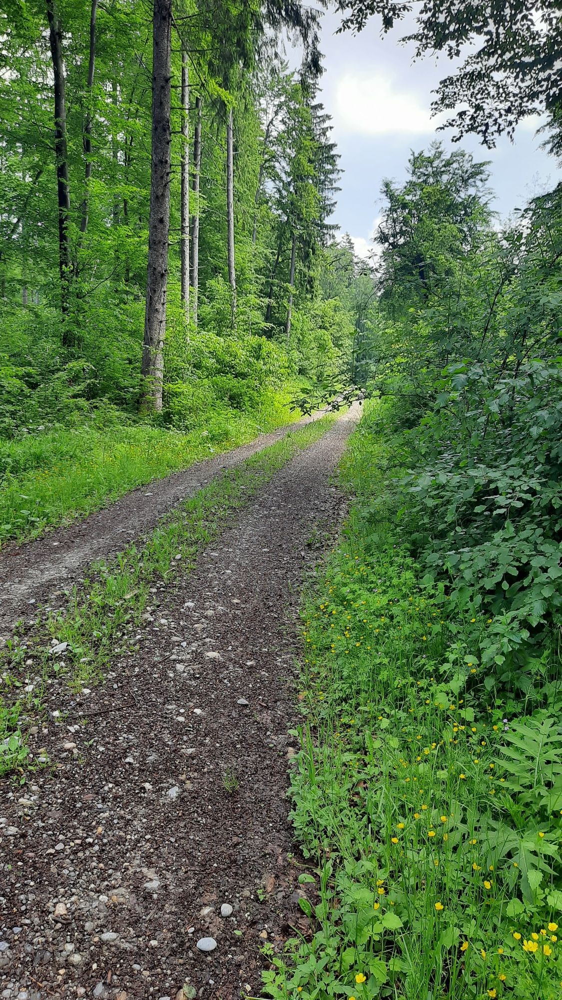 tief im Wald