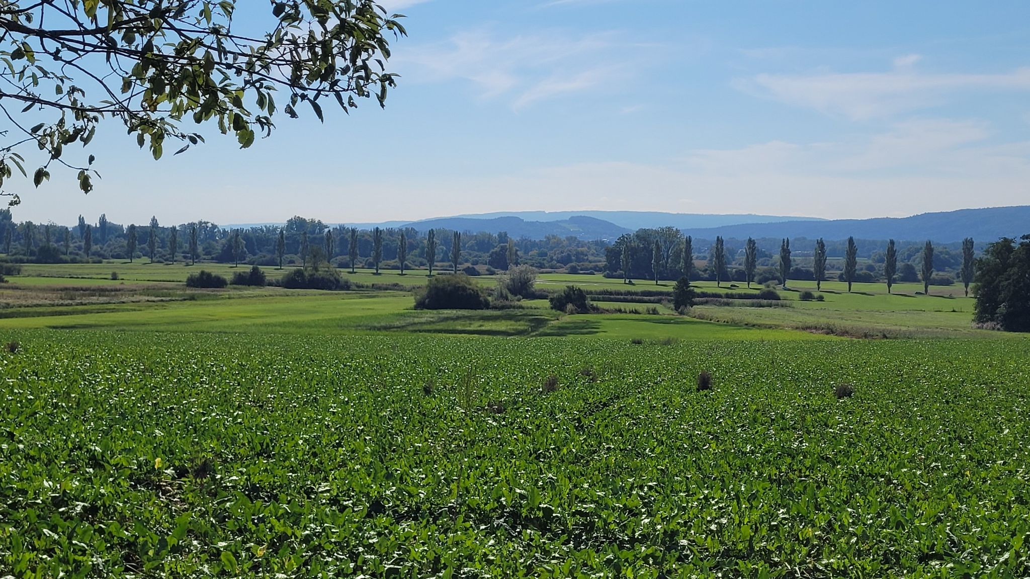 vor Überlingen am Ried - nach Radolfzell