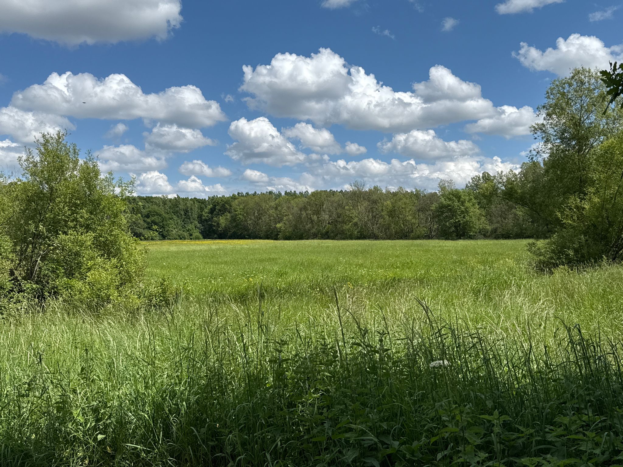 Naturschutzgebiet am Fluss / Bach L'Indre