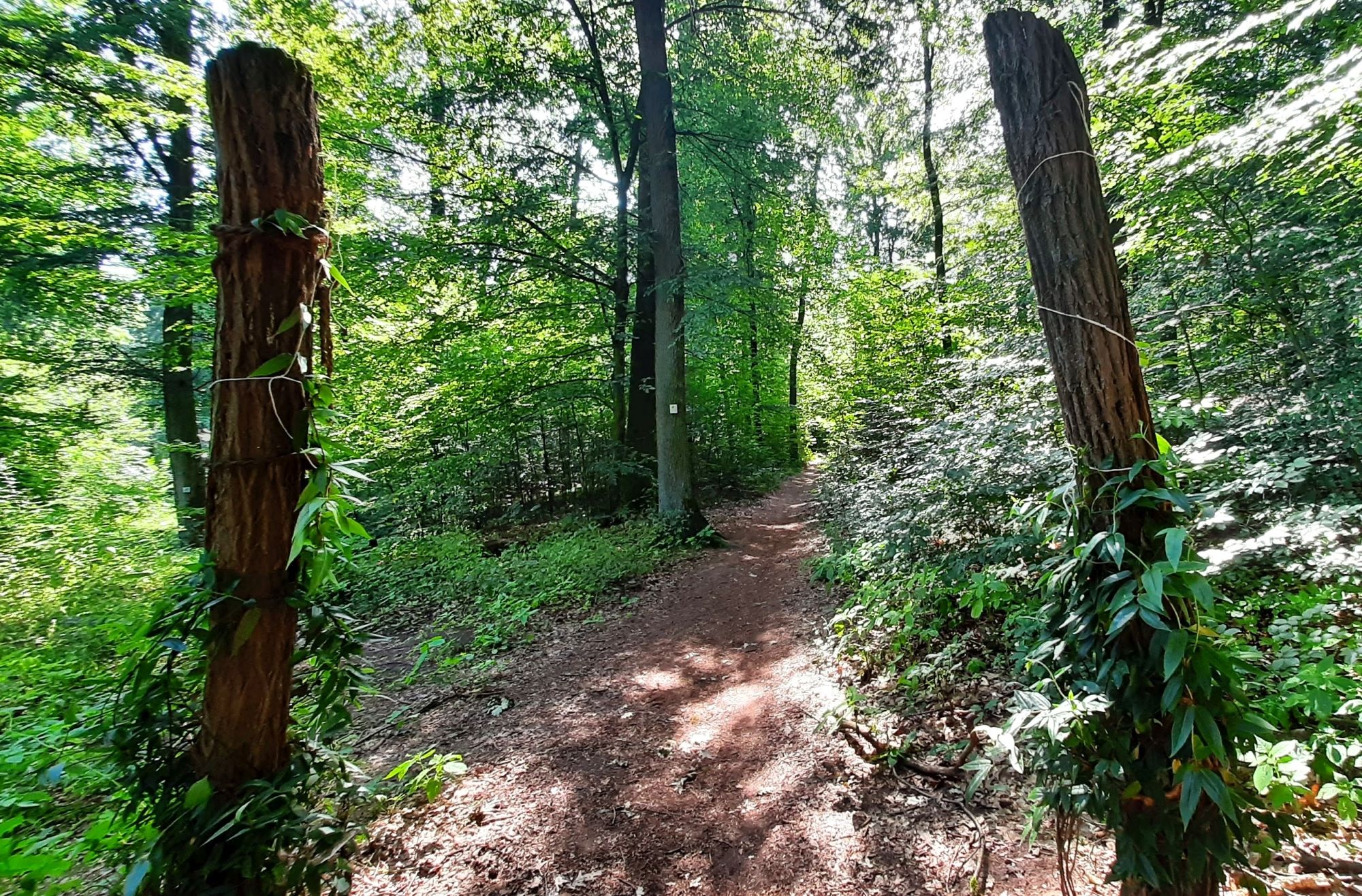 Einstieg in den Spessartbogen. Wunderbar. Der Pfad unter den Füßen, der Schatten durch das Grün, Cool down für 's Gehirn.