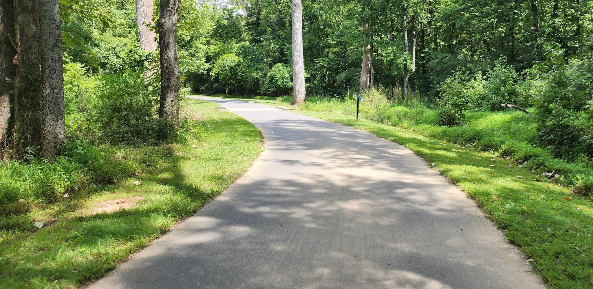 Paved path winds through a sun-dappled forest with tall green trees. - Little Sugar Creek Greenway