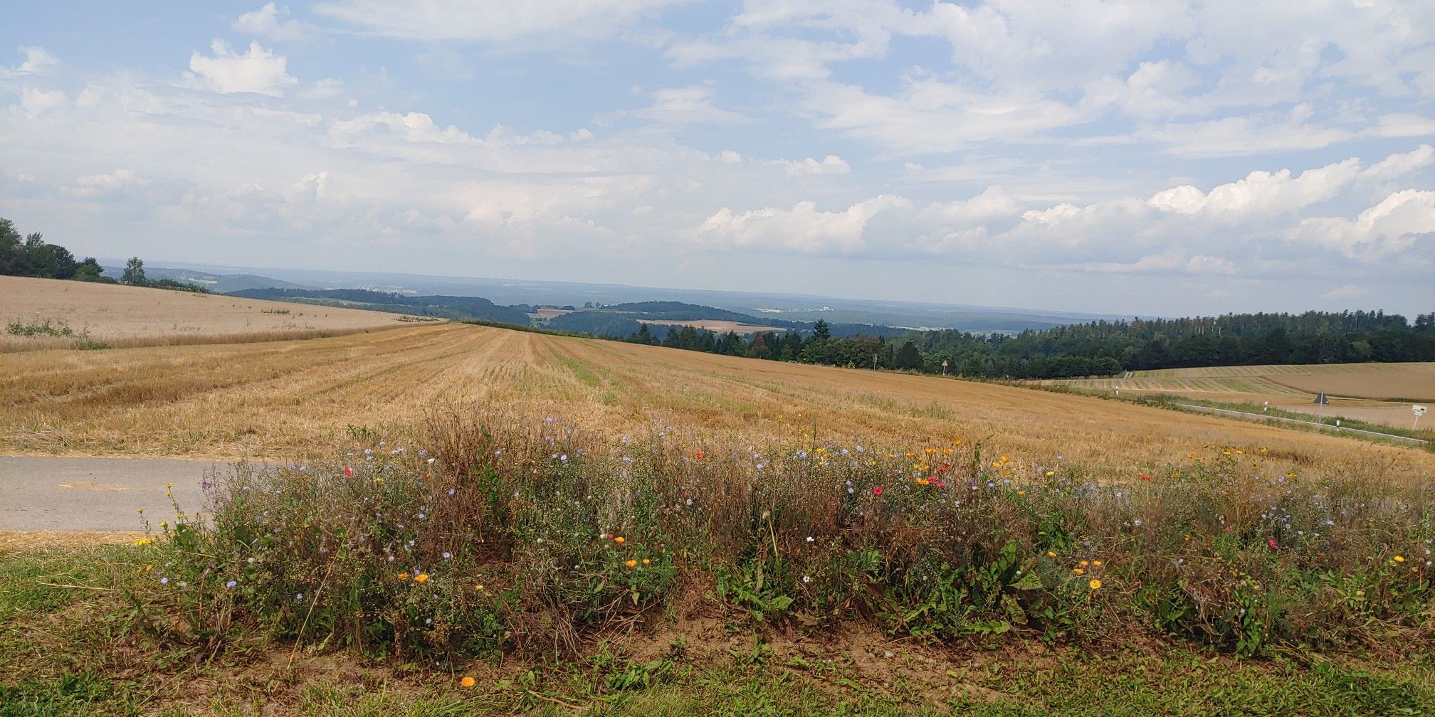 Blick bei Jettingen in den Schwarzwald