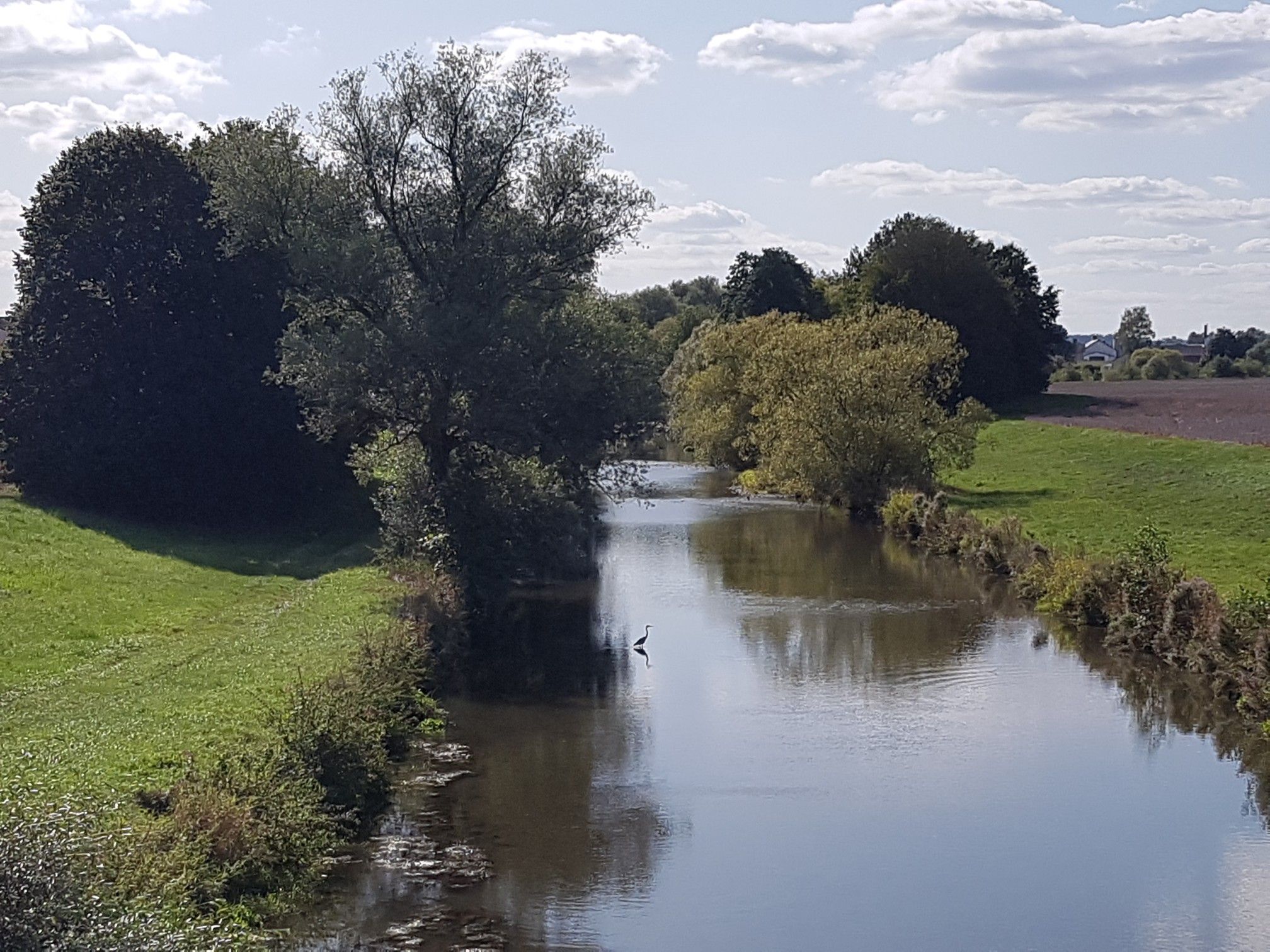 Fischreiher in der Rott 