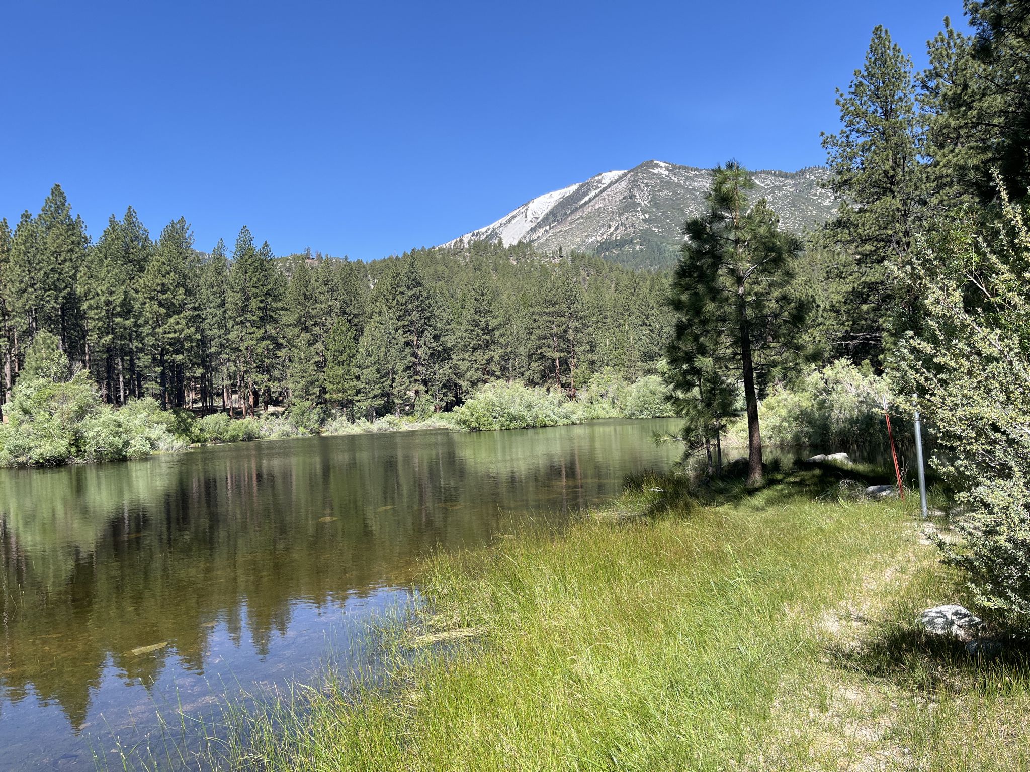 Calm lake reflecting pine forest and distant mountain under clear sky. - Ophir Creek and Discovery Trail Loop