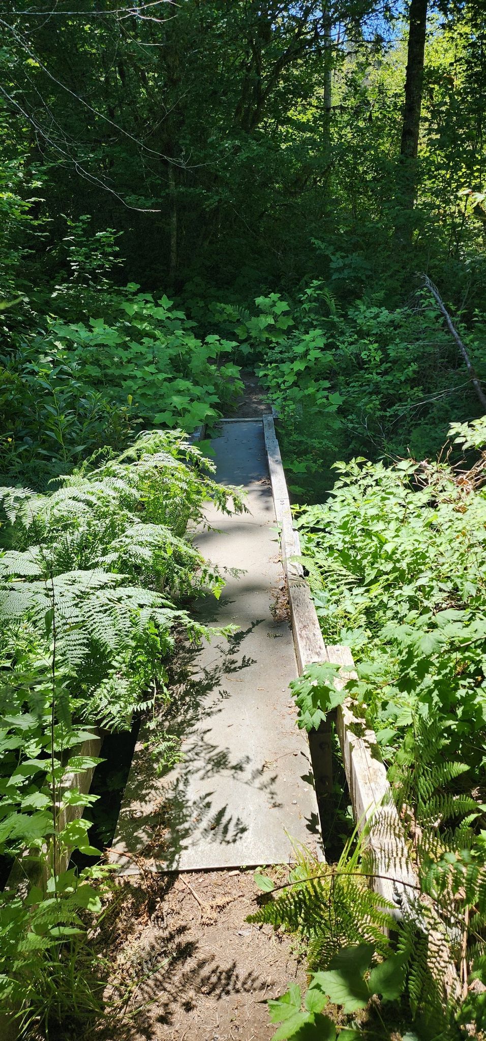 Wooden boardwalk path surrounded by lush green ferns in a forest. - Old Sauk River Trail