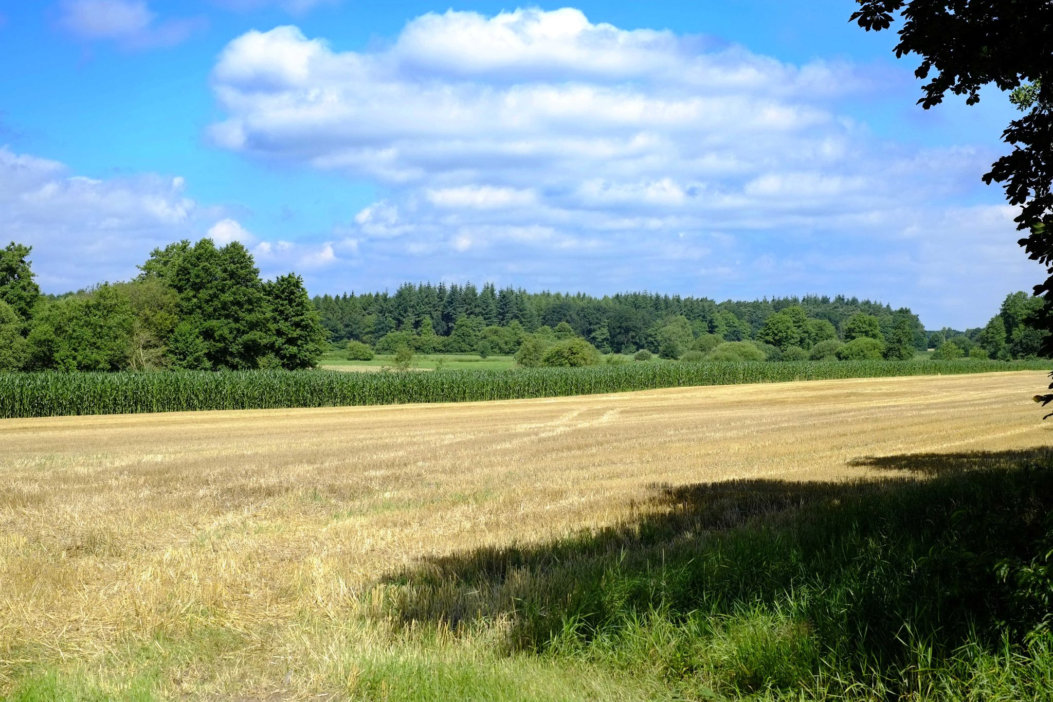 Abgeerntet - dahinter die Soeste