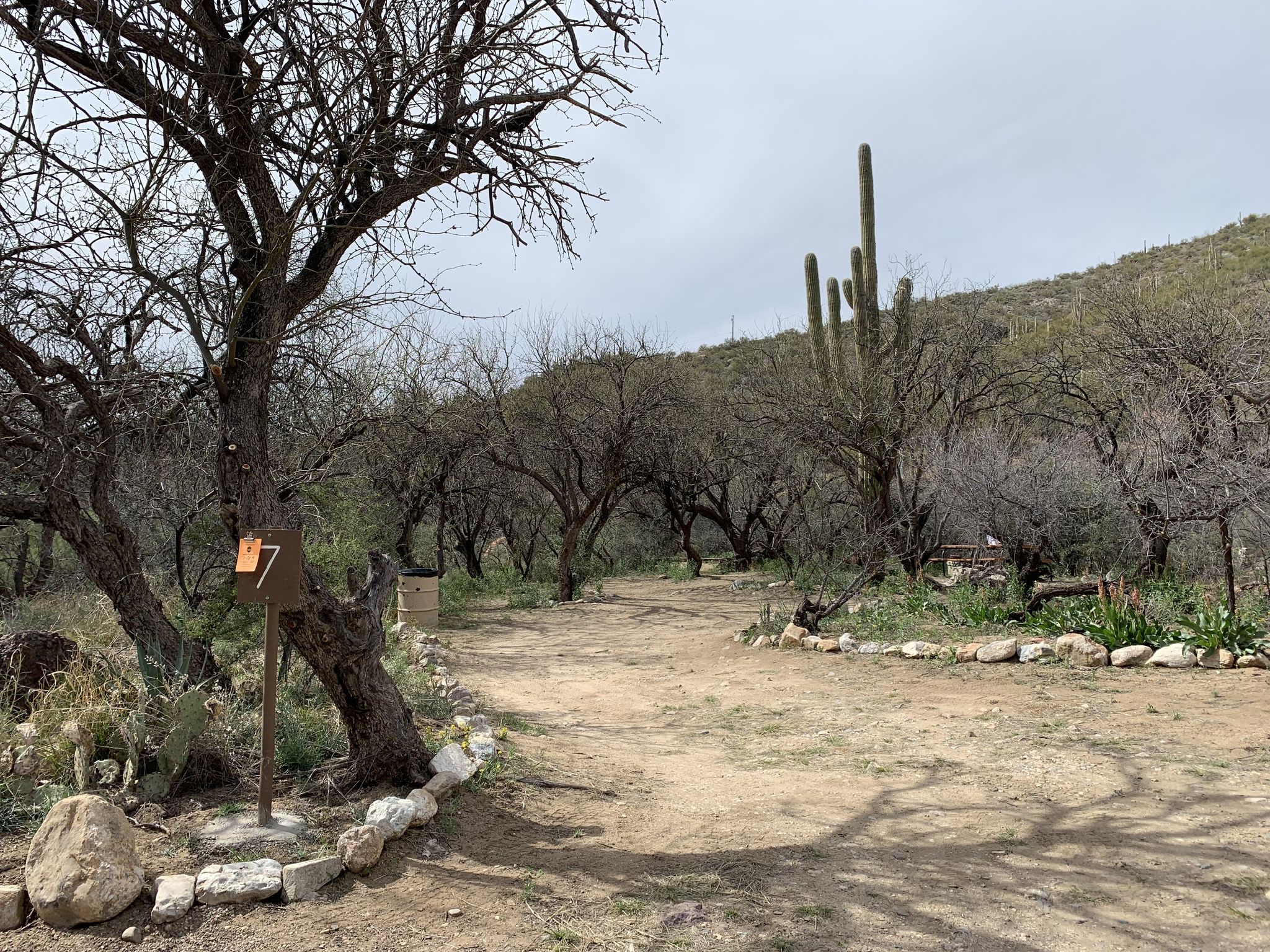 Dirt path winding through dry trees and saguaro under an overcast sky. - Posta Quemada Canyon loop from Ocotillo Ridge Elementary School