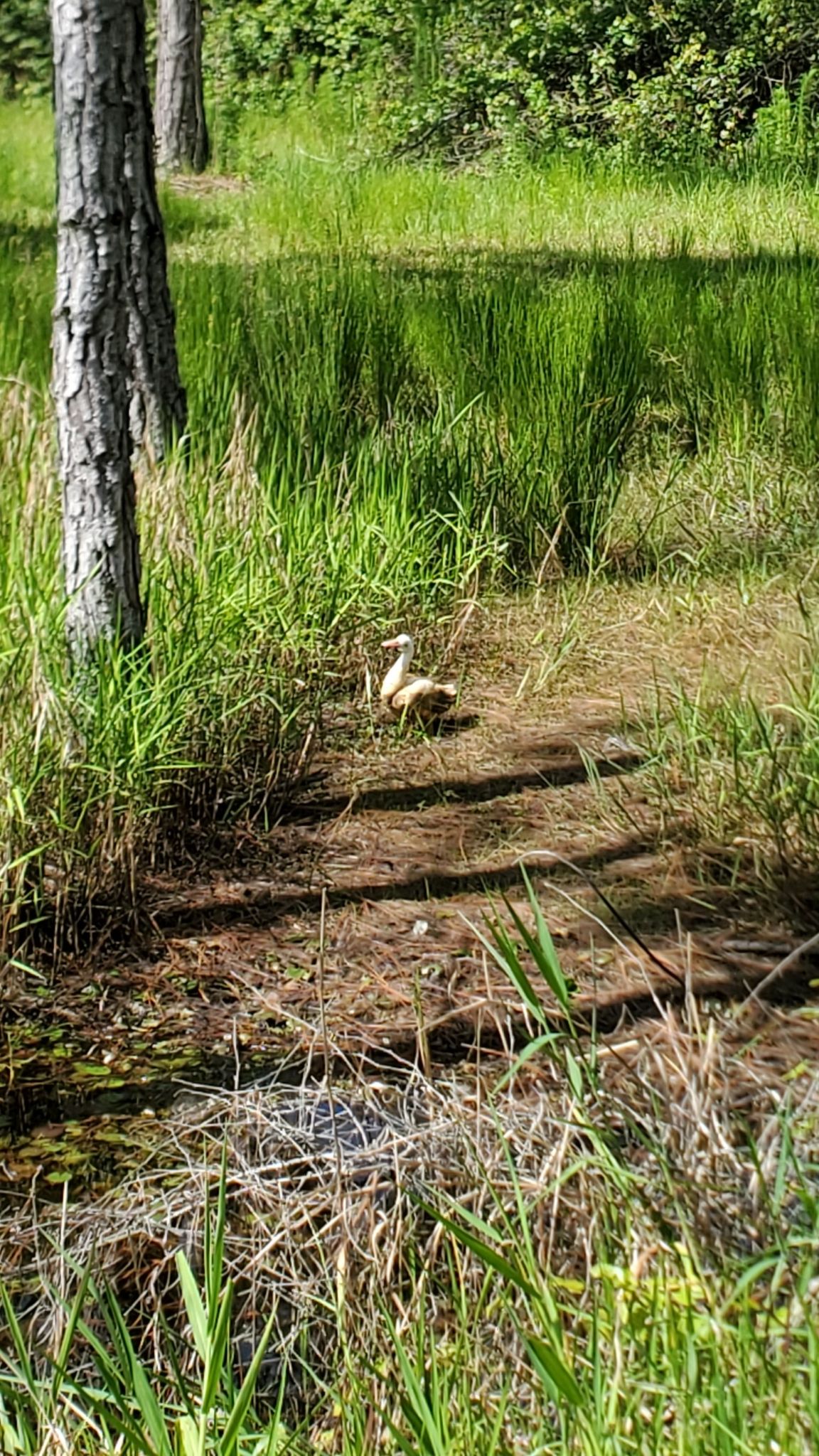 A duck stands in tall green grass near a tree in sunlight. - New Smyrna Beach to Lake Beresford via East Coast Greenway loop
