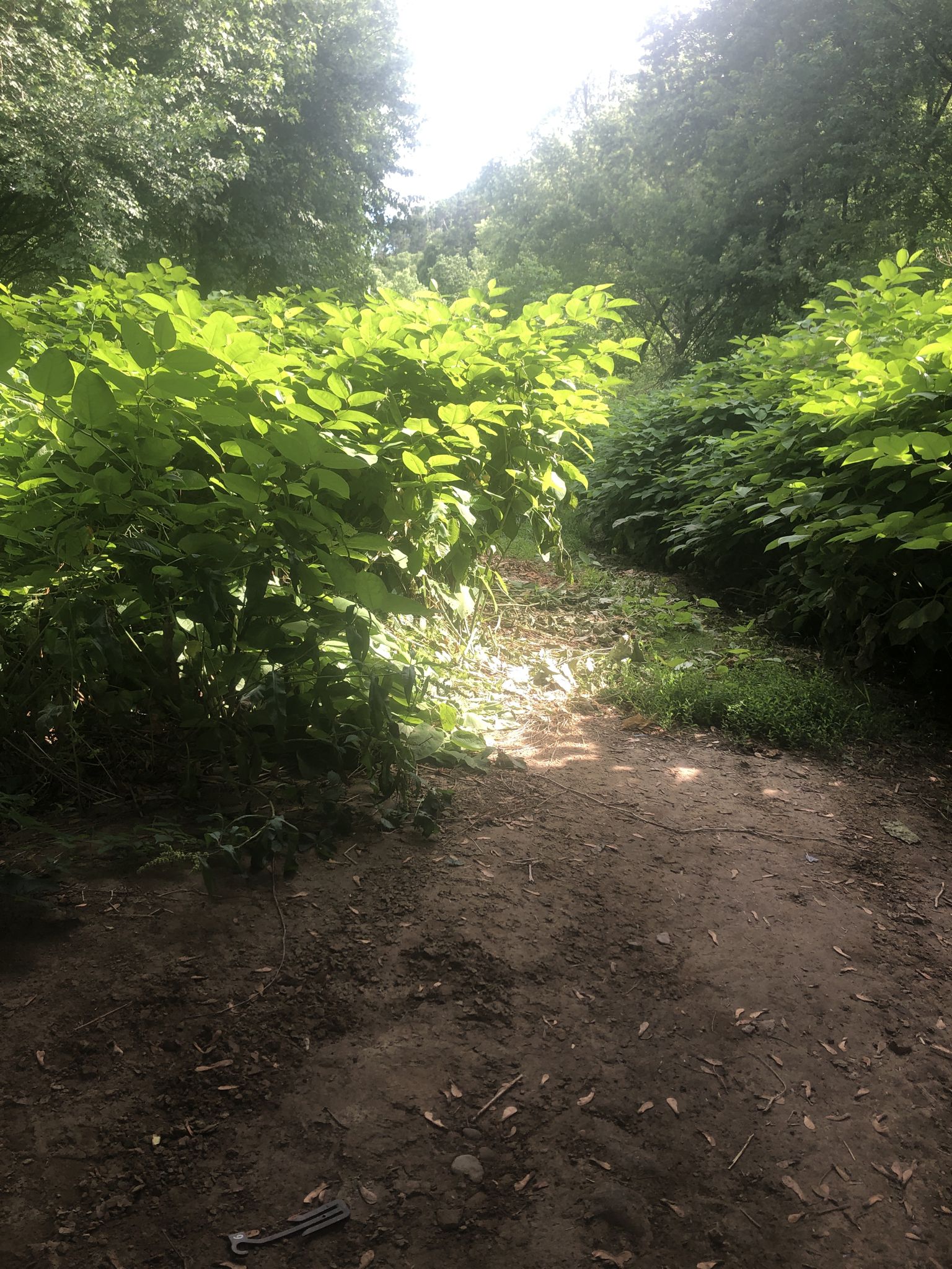 A sunlit dirt path winding through dense green foliage in a forest. - Huntington Creek – Huntington Creek loop from Bloomsburg