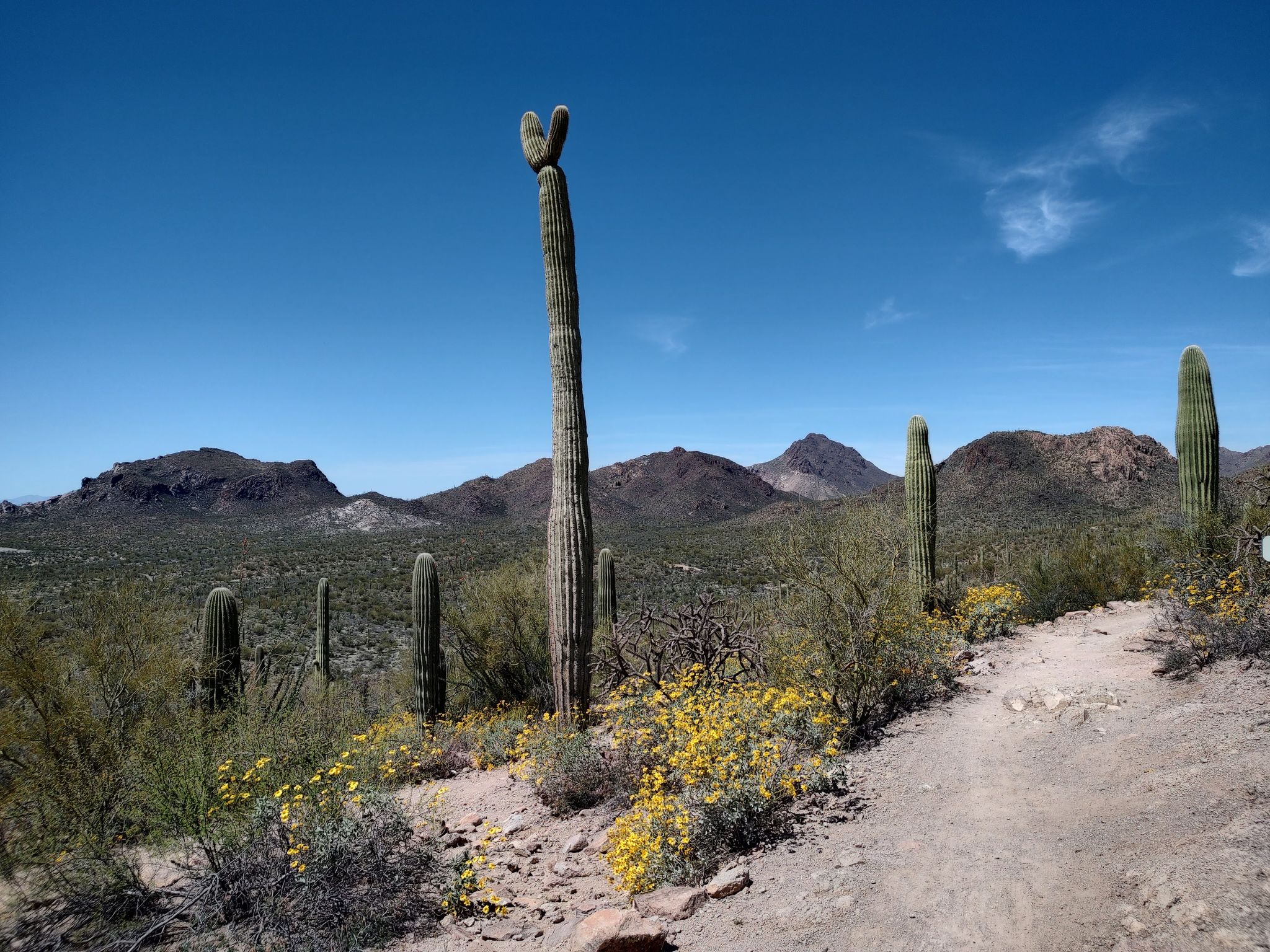 Desert landscape with saguaro cacti, yellow flowers, a dirt path, and mountains under a clear sky. - Starr Pass and Yetman Trail Loop