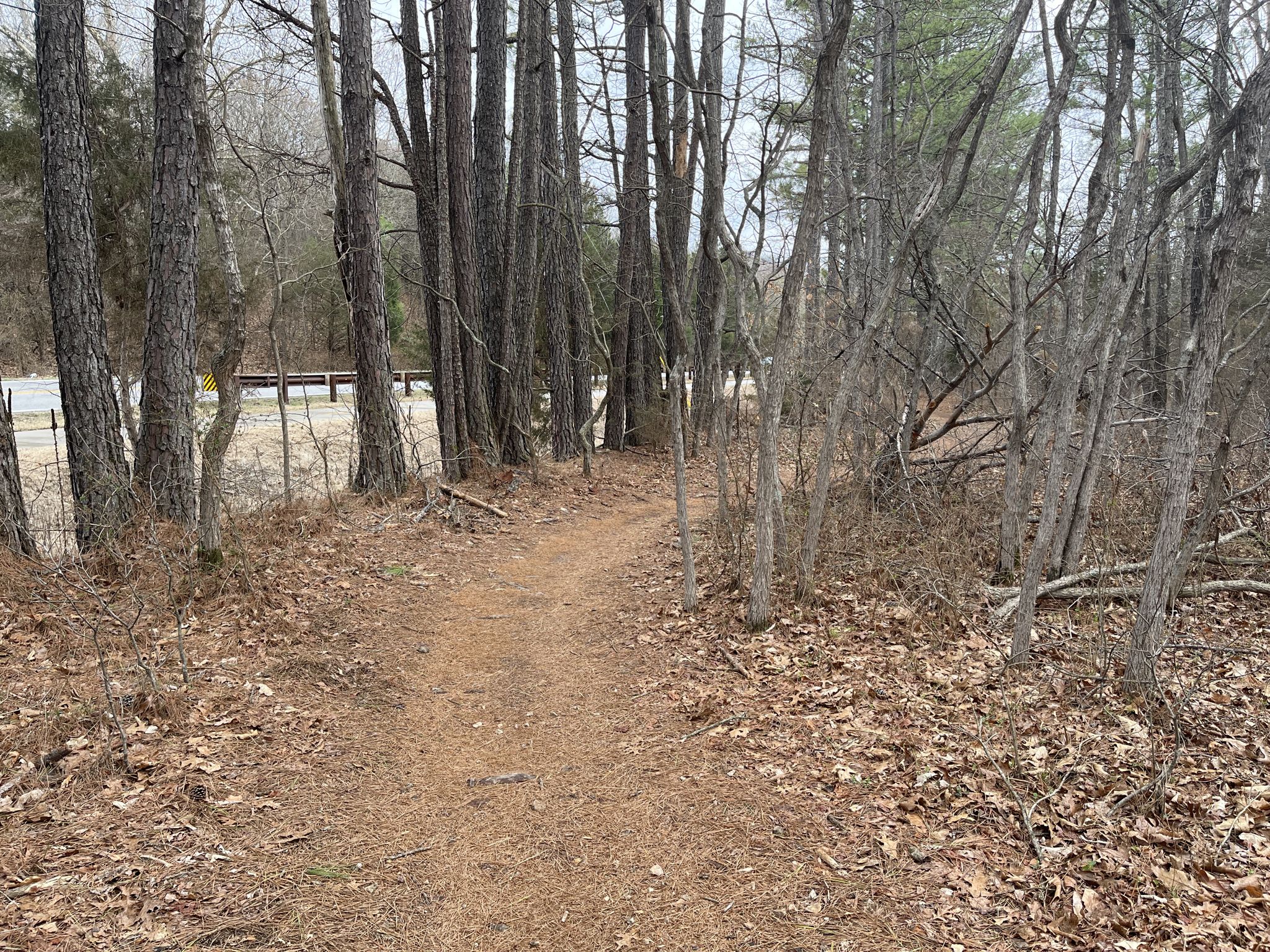 Narrow dirt path through a sparse, bare forest. - Green Bike Tower – The Gear Garden loop from Wishing Springs Trailhead