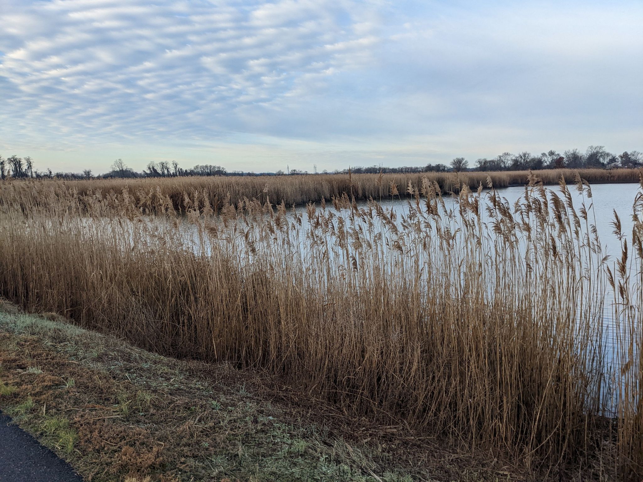 Tall dry reeds line a calm body of water under a cloudy sky. - Michael N. Castle C&D Canal Trail