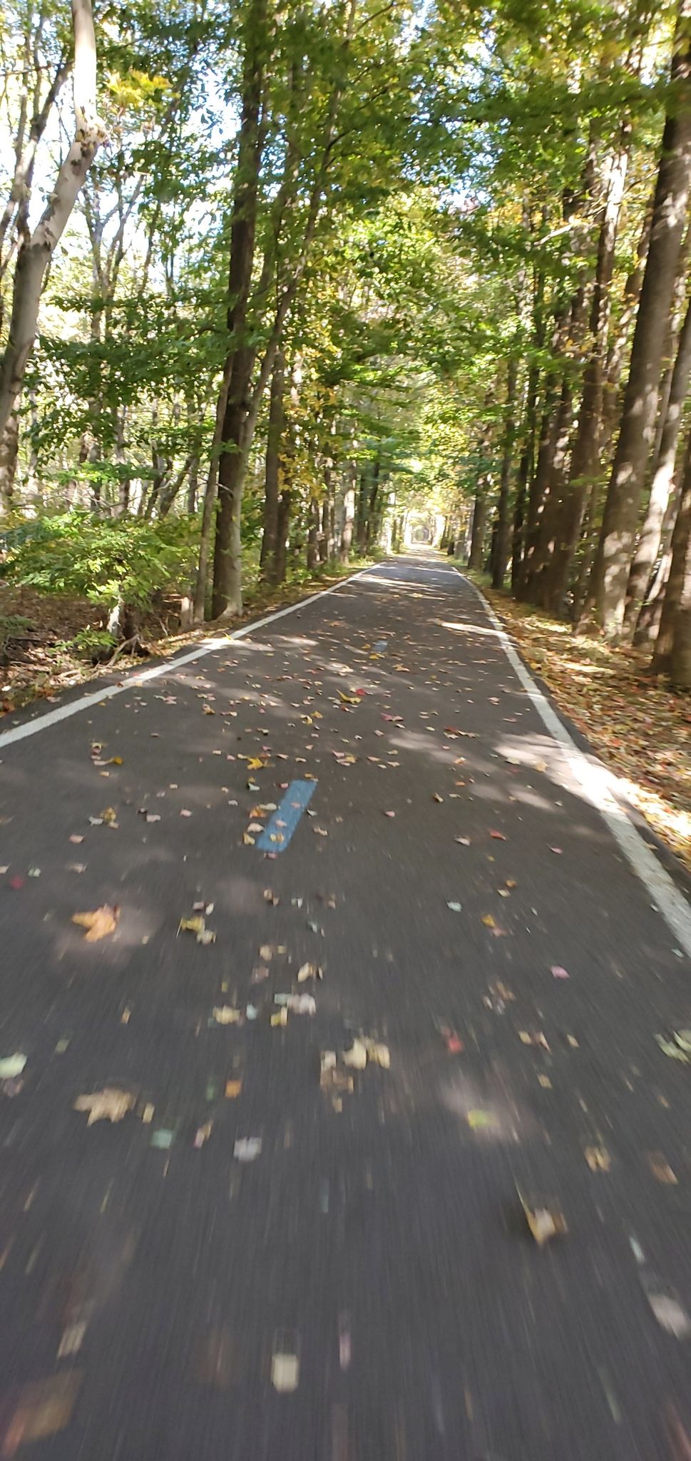 A paved path lined with tall trees and fallen leaves in sunlight. - Acredale Community Park – Paint Branch Trail loop from College Park