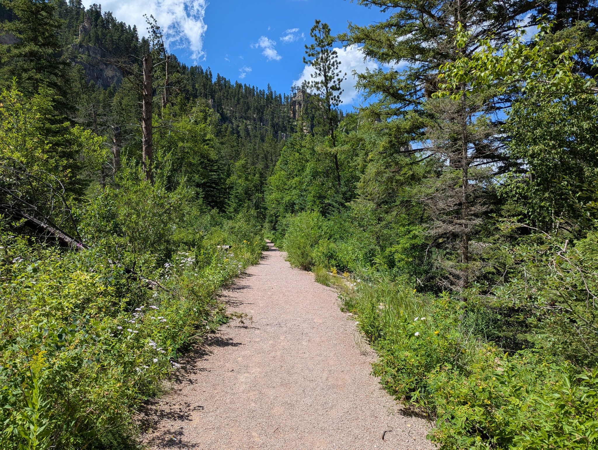 A sunny dirt path winds through a dense green forest. - Savoy-Waterfalls Trail