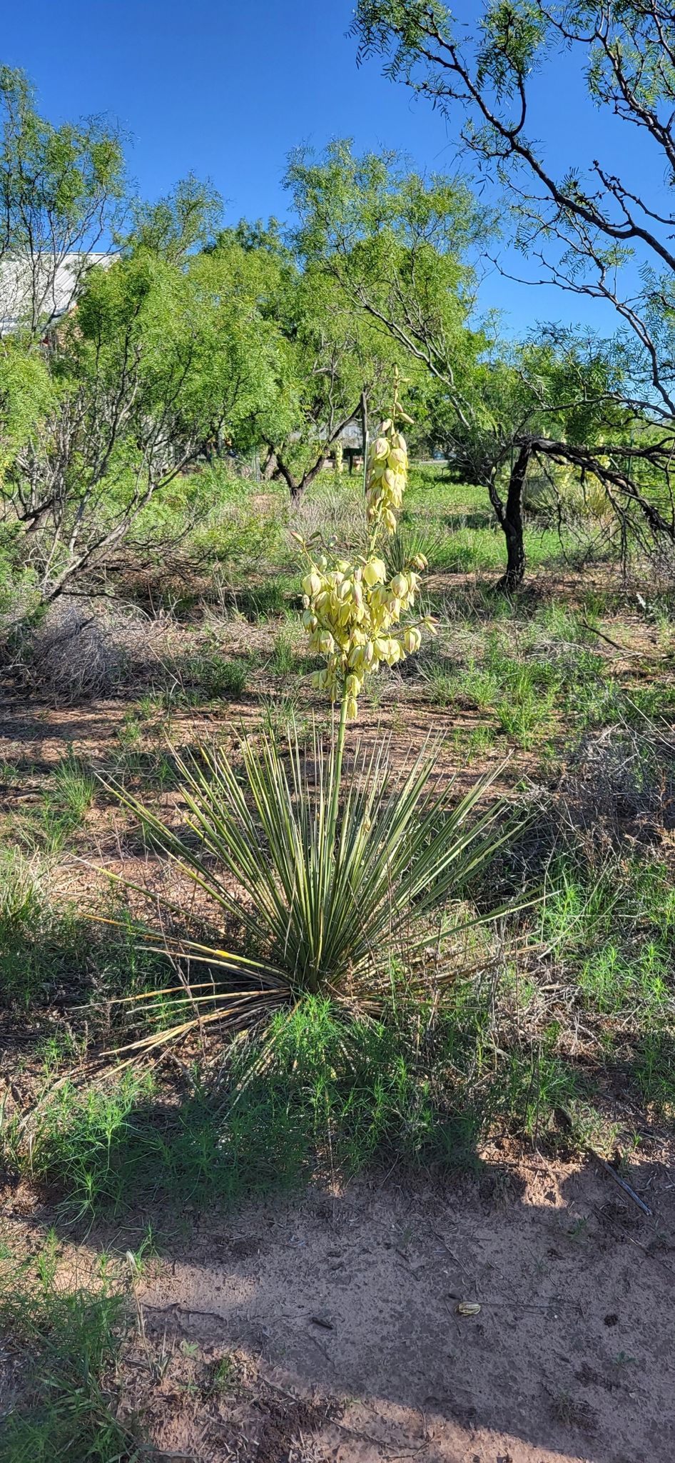 A yucca plant with yellow flowers in a sunny, arid landscape. - View of Wildcat Bluff loop from Wildcat Bluff