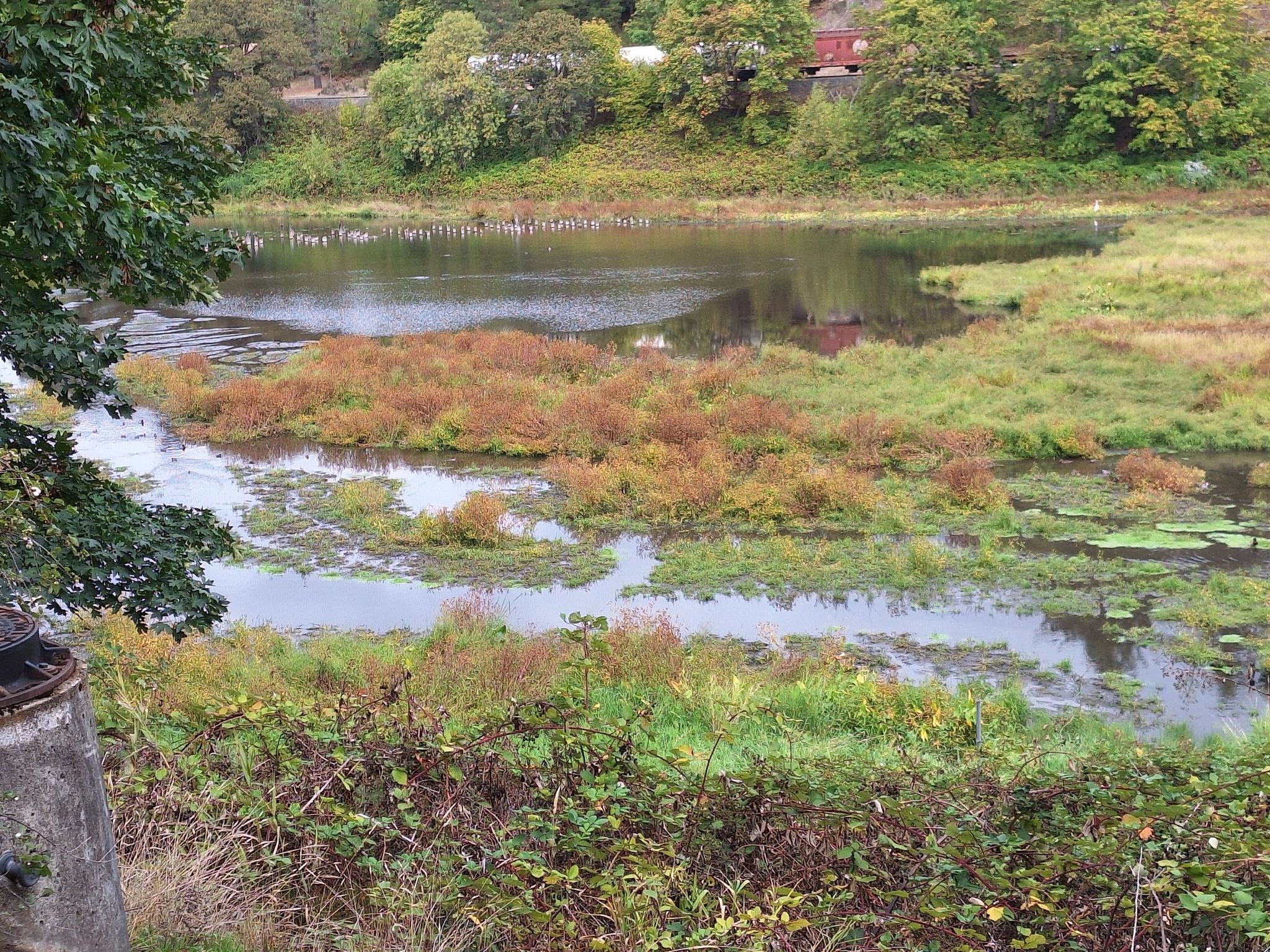 Overgrown river with green and reddish plants, surrounded by trees. - Burnt Bridge Creek Greenway – Burnt Bridge Creek Trail loop from Fort Vancouver National Historic Site