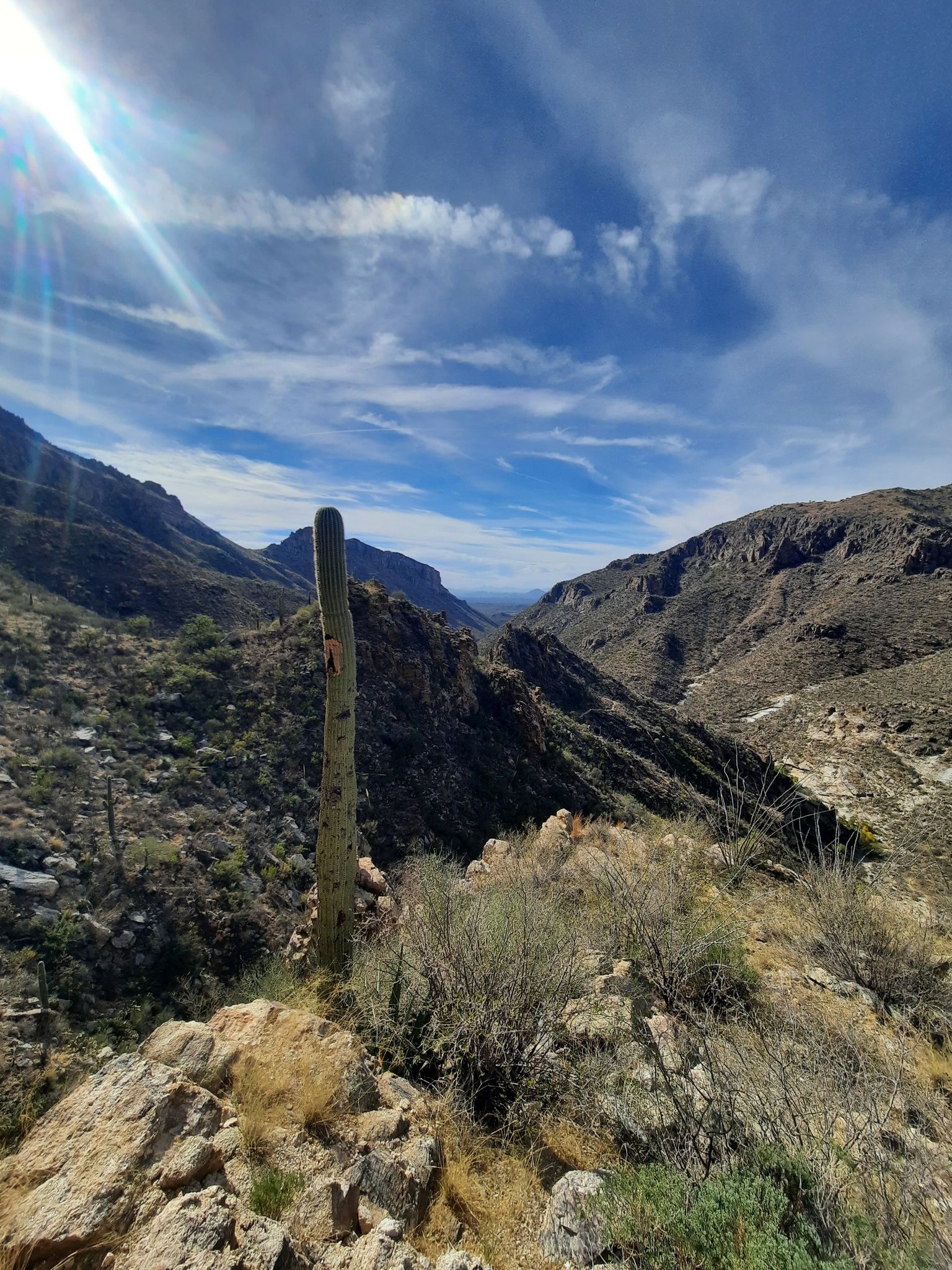 Tall saguaro cactus overlooking a vast desert canyon under a bright sky. - Historic Sabino and Phoneline Trail Loop