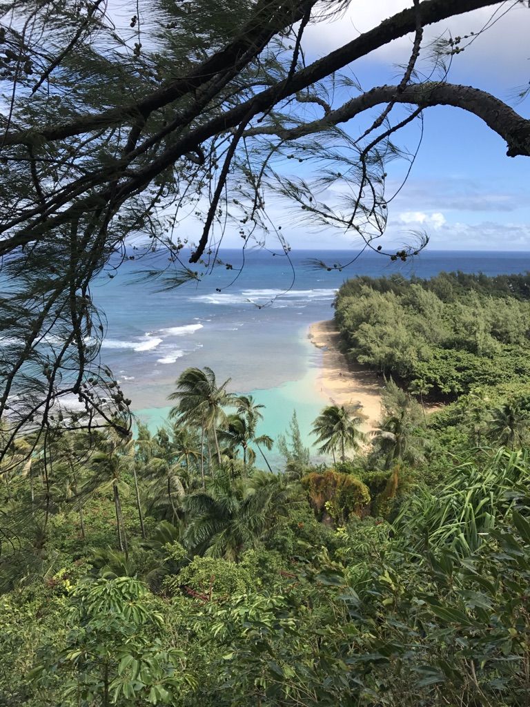 Overlook of a sandy beach and turquoise ocean through dense green foliage. - Kalalau Trail – Hanakapiʻai Stream loop from Wainiha