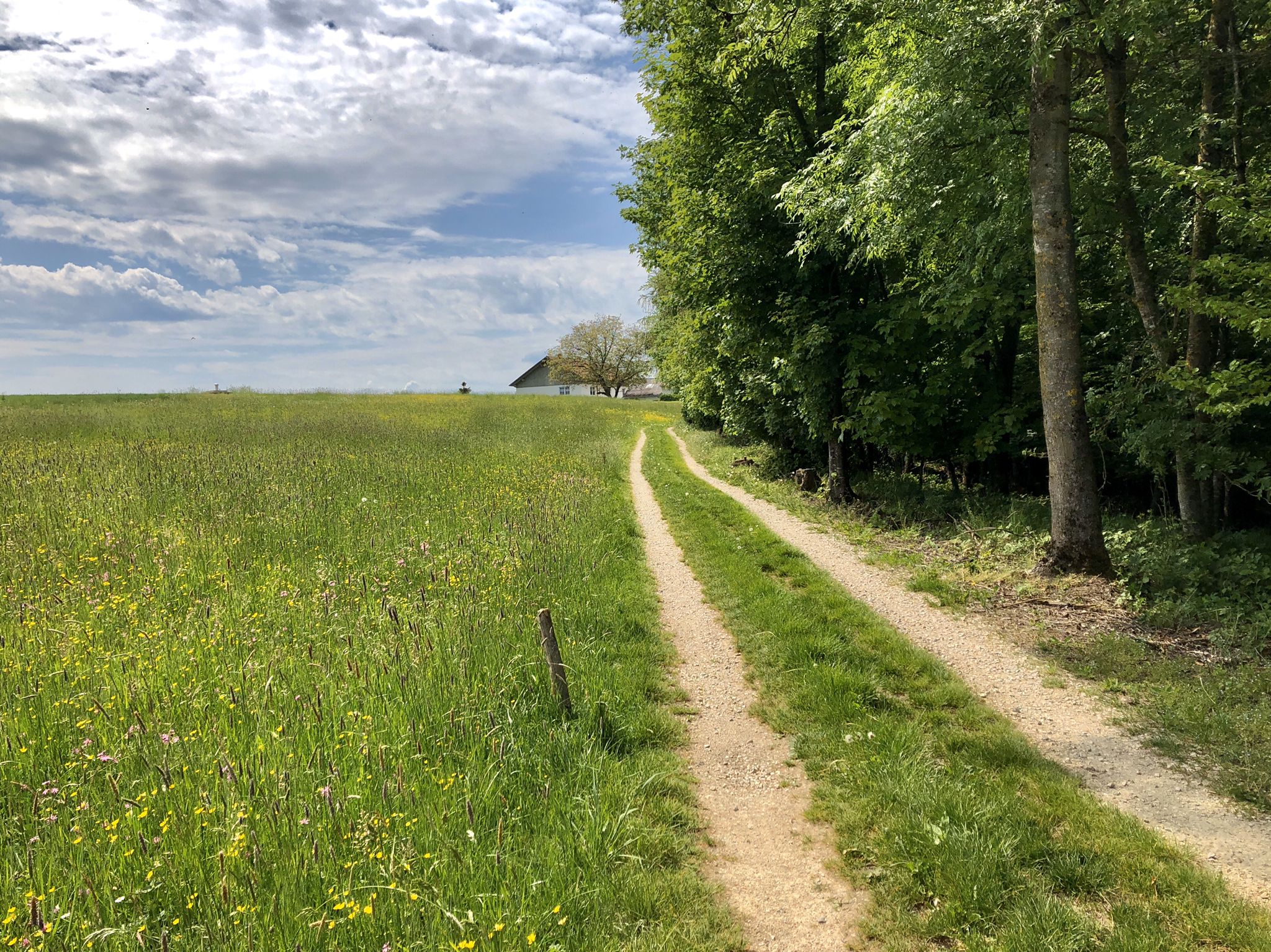 schöner Waldrandweg