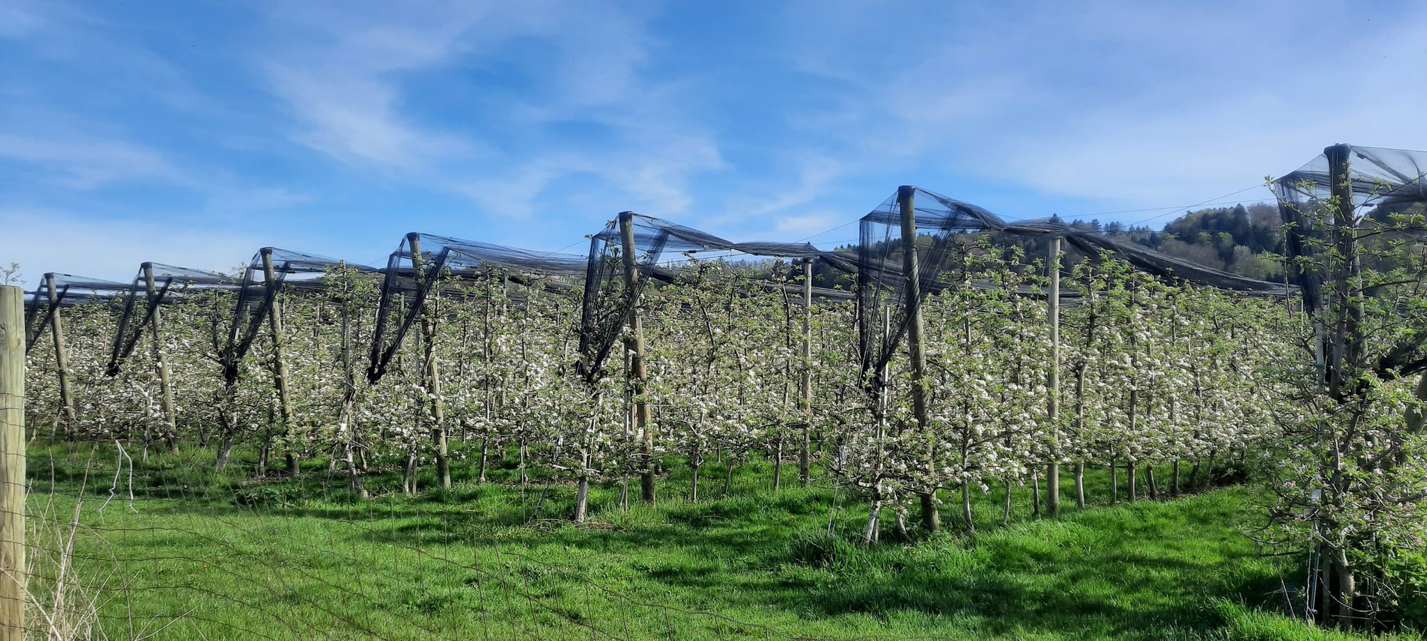 Apfelblüte bereits voll eingesetzt